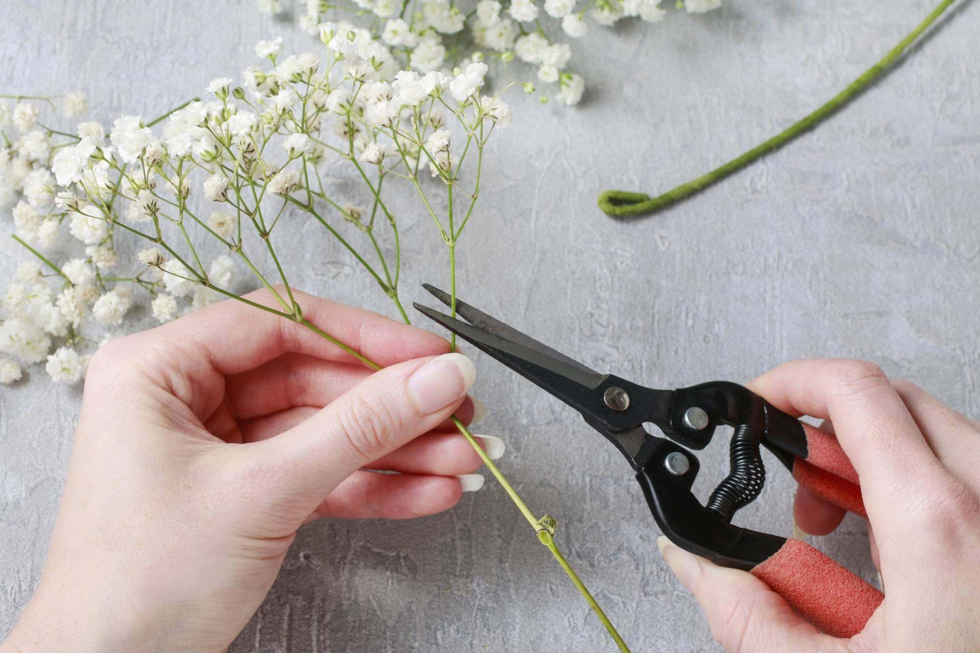 Venta de paniculata blanca en Rosistirem
