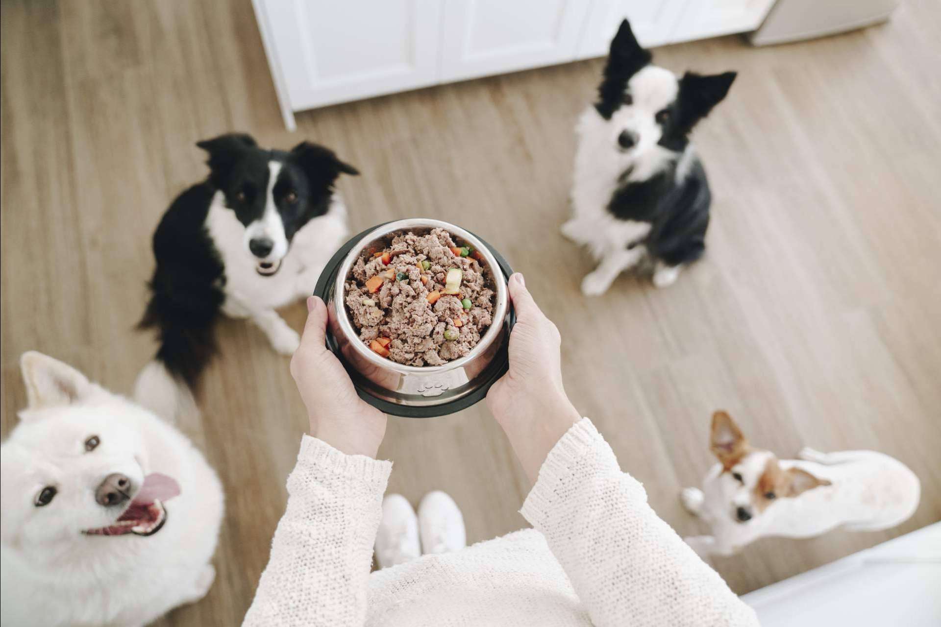 Dogfy Diet identifica las 20 enfermedades más comunes en perros