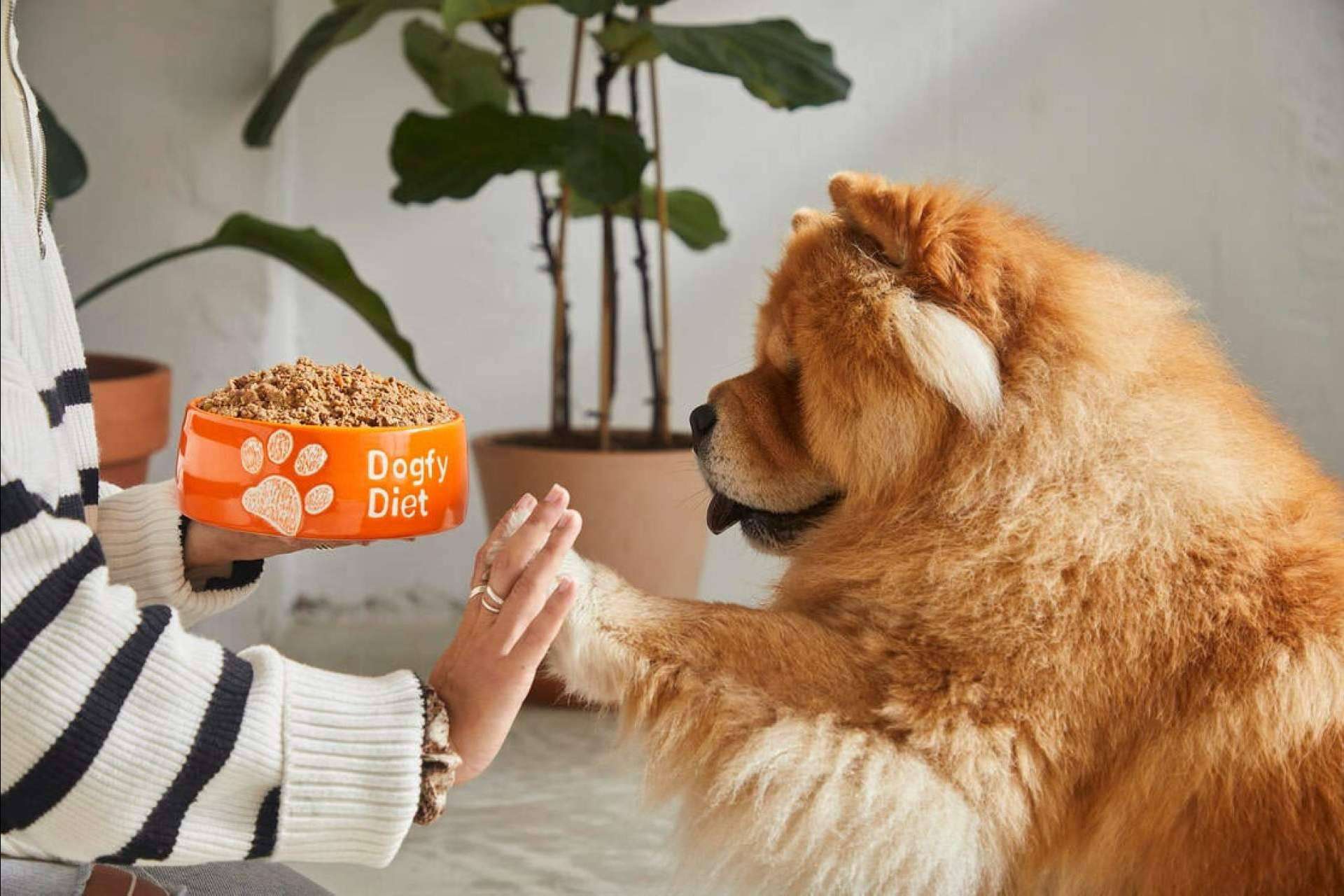 Las ventajas e inconvenientes de los distintos tipos de comida para perros, por Dogfy Diet