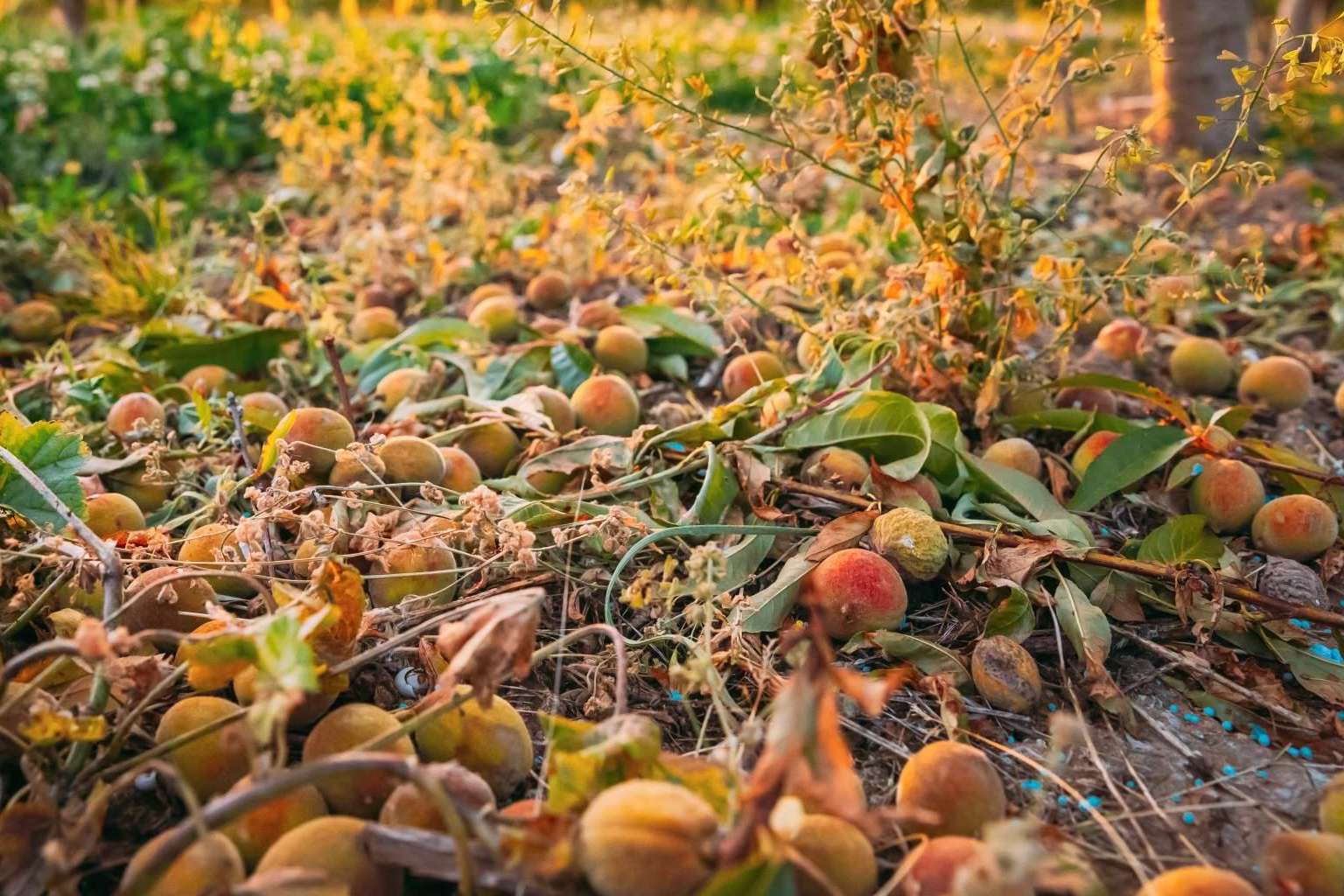 ¿Cuáles son las consecuencias del granizo para la agricultura?, por Grupo SPAG