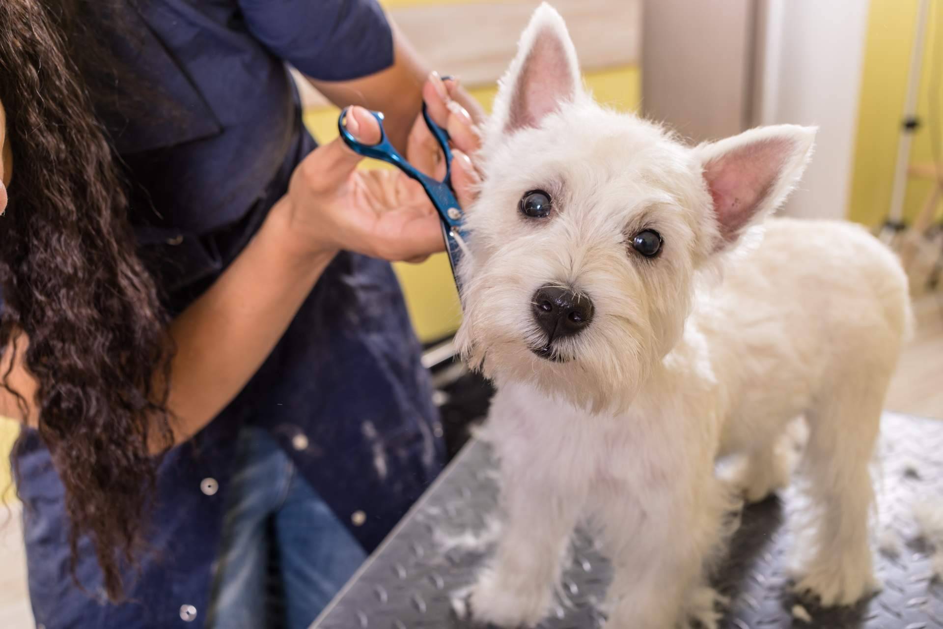 ¿Cuáles son las ventajas de contratar los servicios de una peluquería canina?, con Perrukings