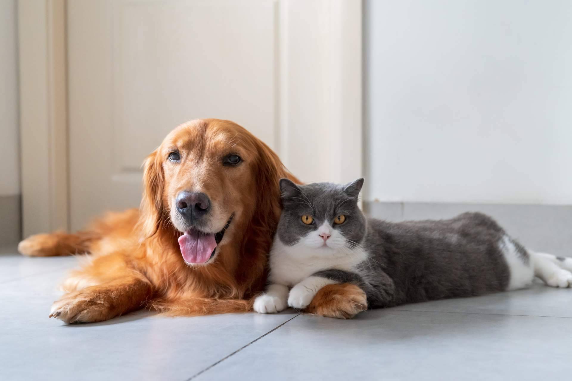 Curso completo de primeros auxilios diseñado para animales de compañía