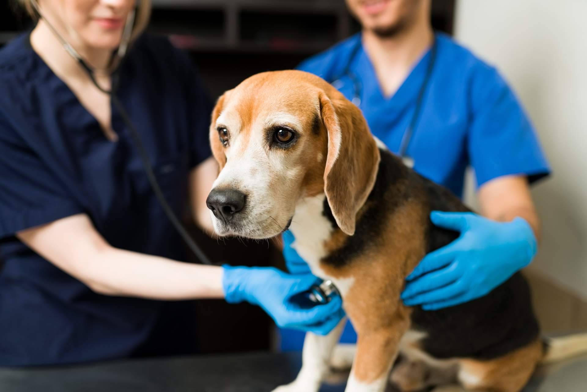 Cuidar de la mascota con el buscador pet friendly con veterinarios de ADOPTA