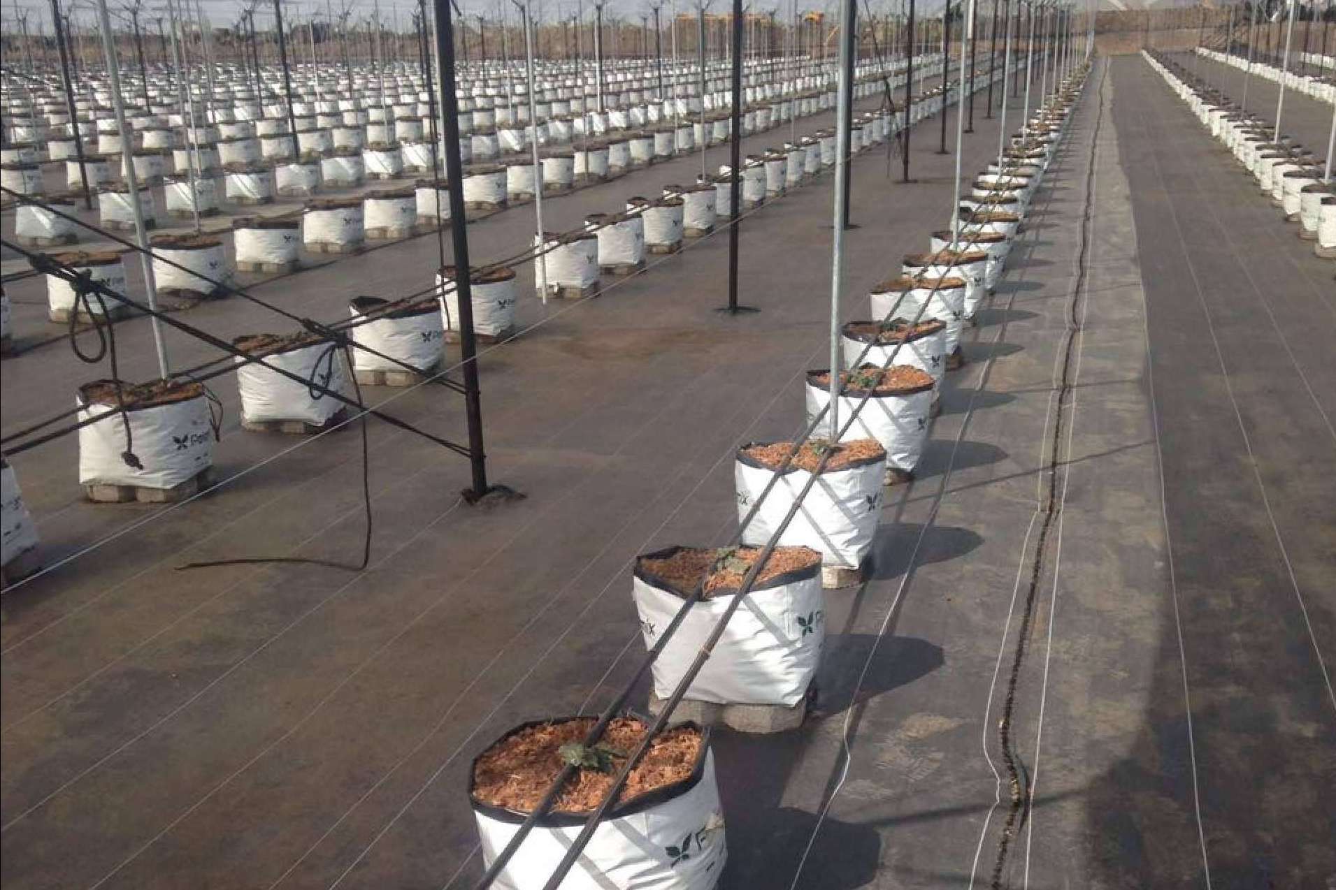 Cuáles son las ventajas de los sustratos de cultivo para blueberrys, por Pelemix