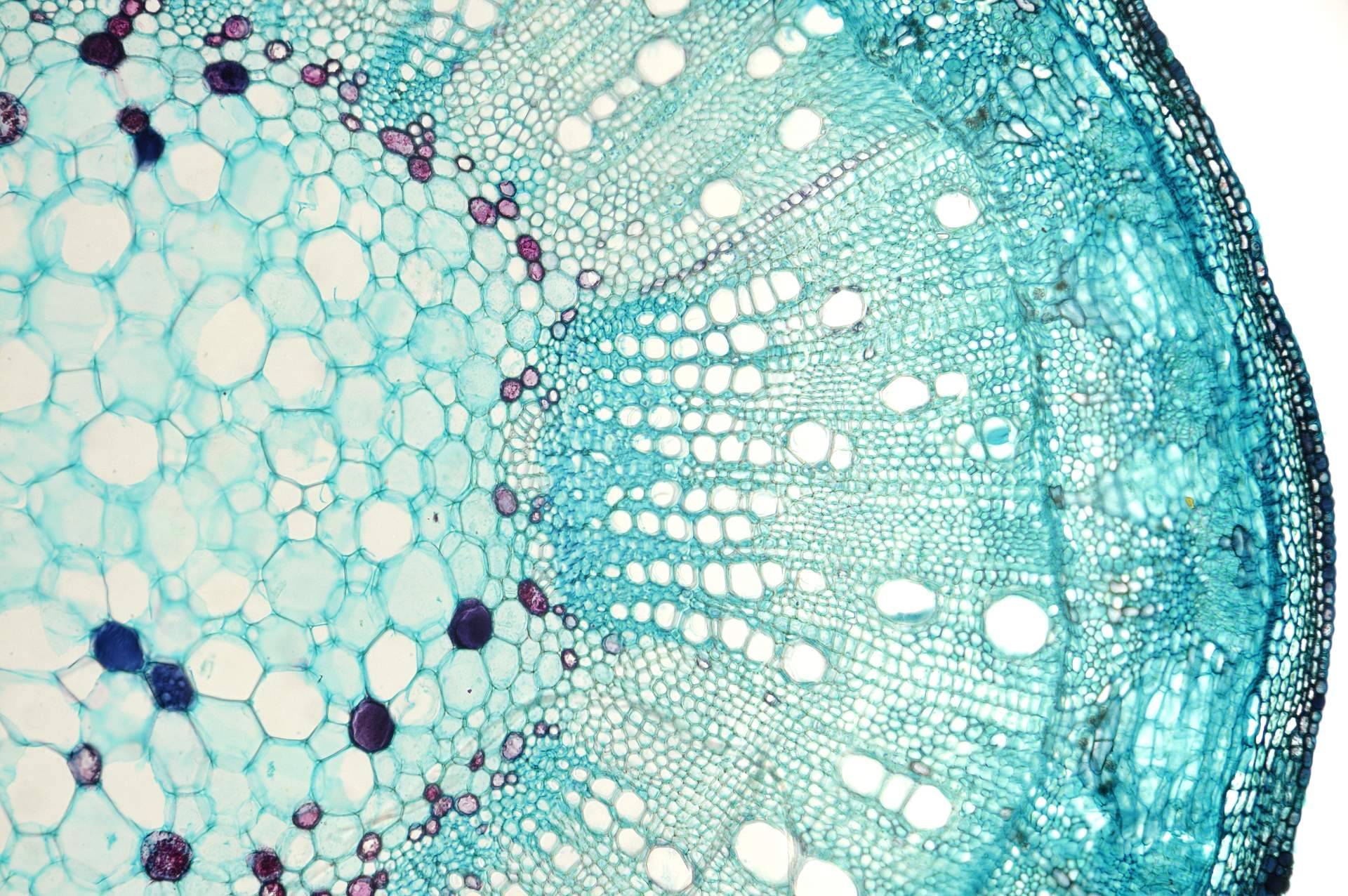 Autosanación con física cuántica, el método del sanar fotónico