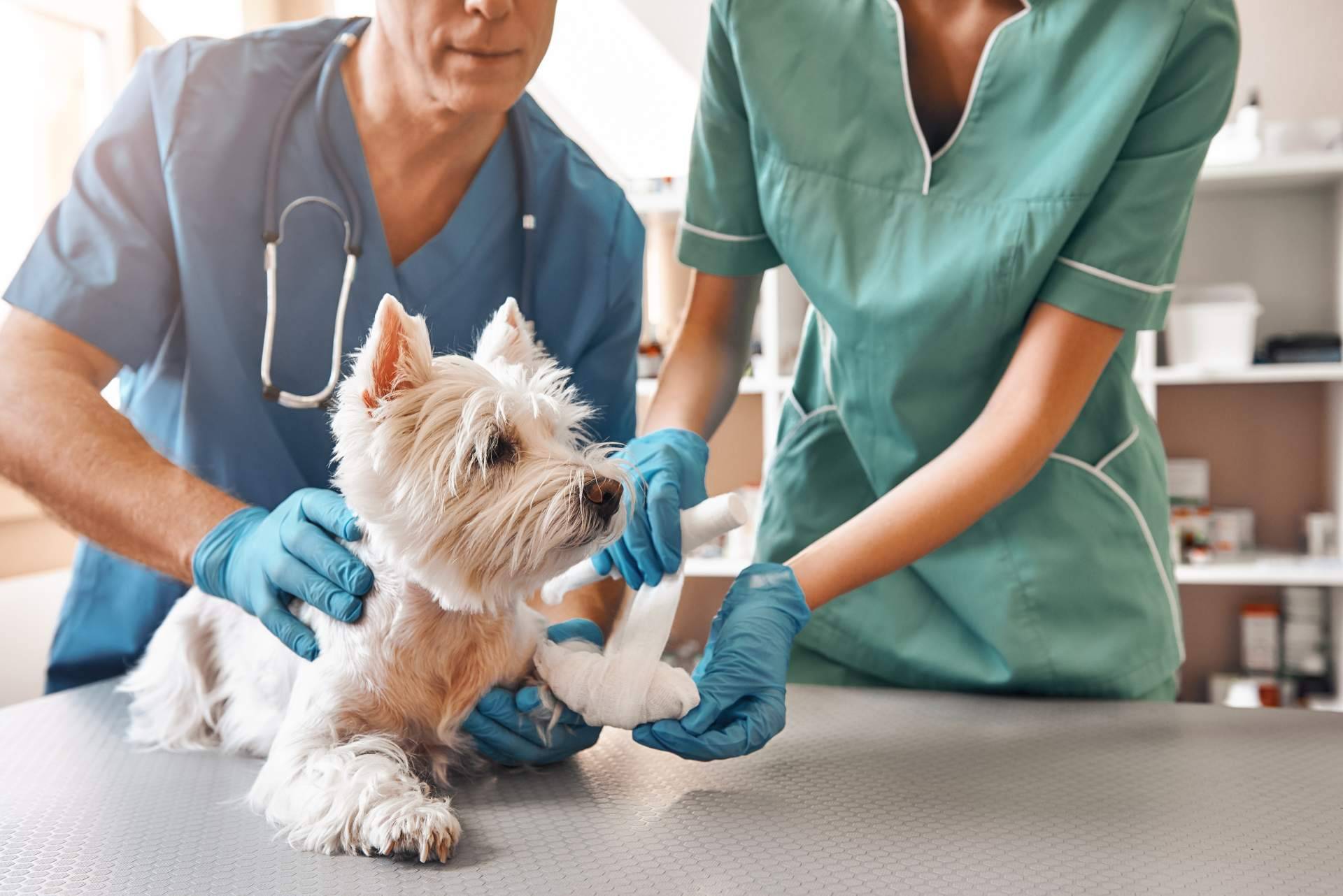 Identificar las negligencias veterinarias; ¿qué aspectos tener en cuenta?