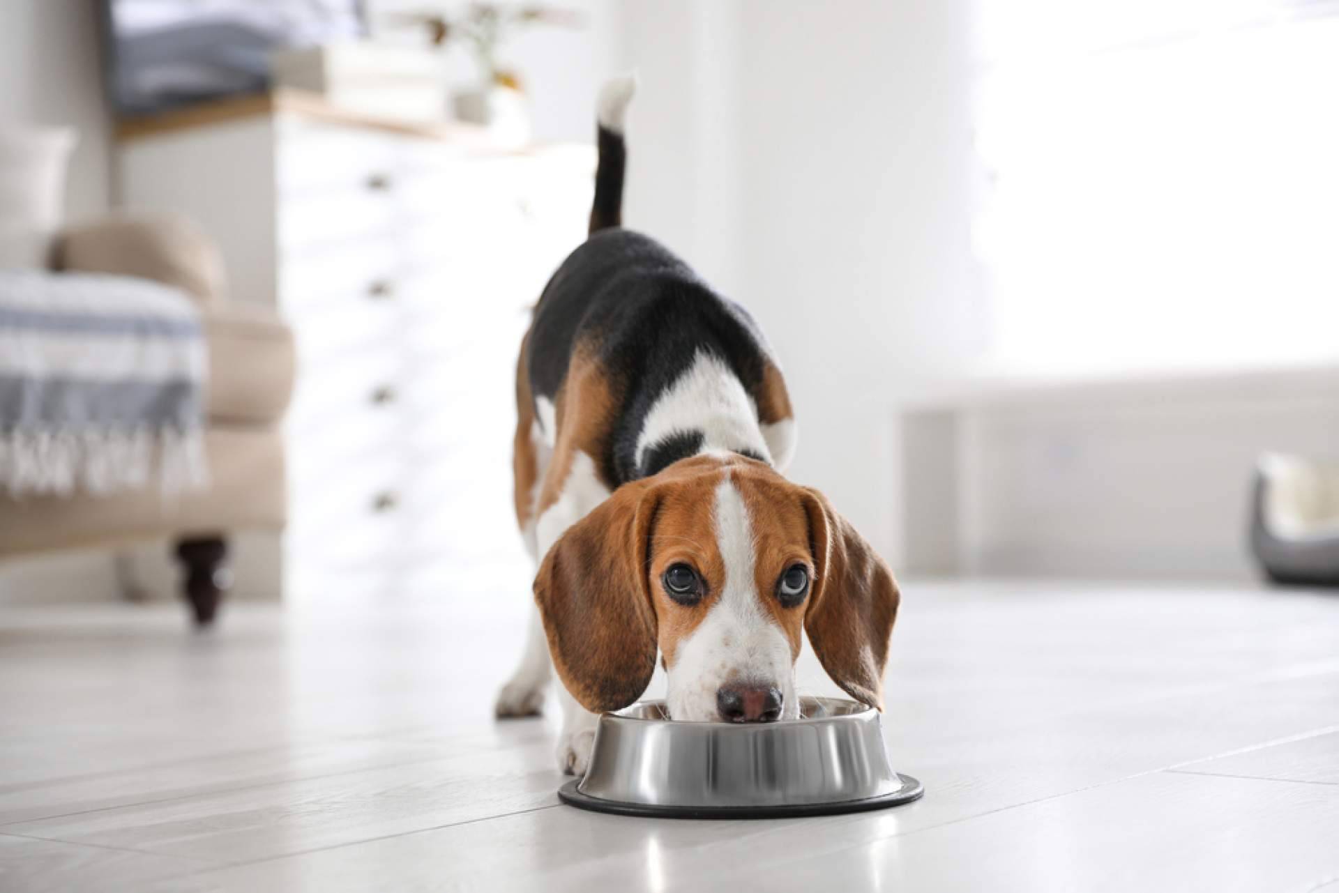 Para perros, pienso 100 % natural de Nutrikoa