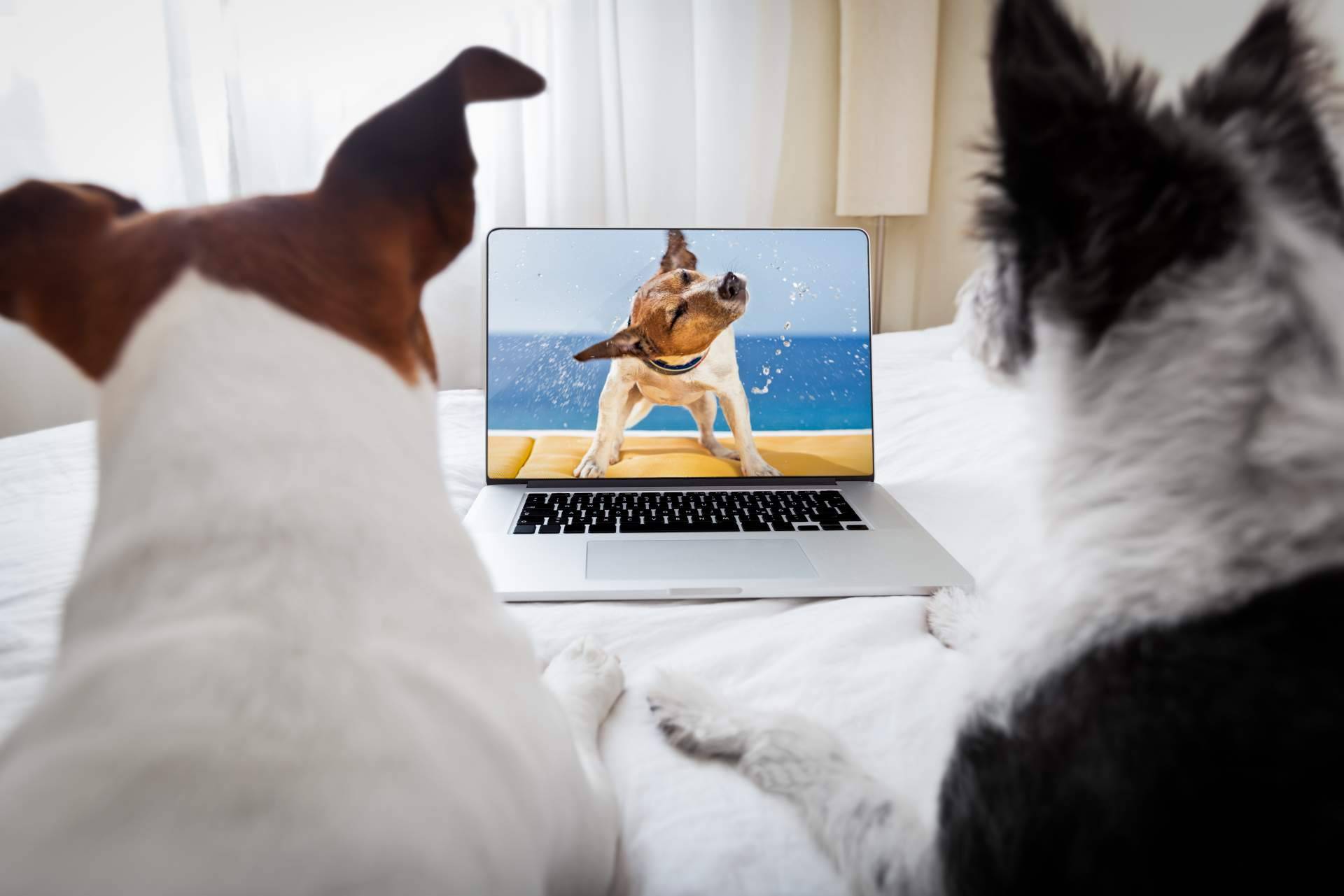 ¿Dónde encontrar una aplicación con contenido de mascotas segura, divertida y entretenida? ClickGuau