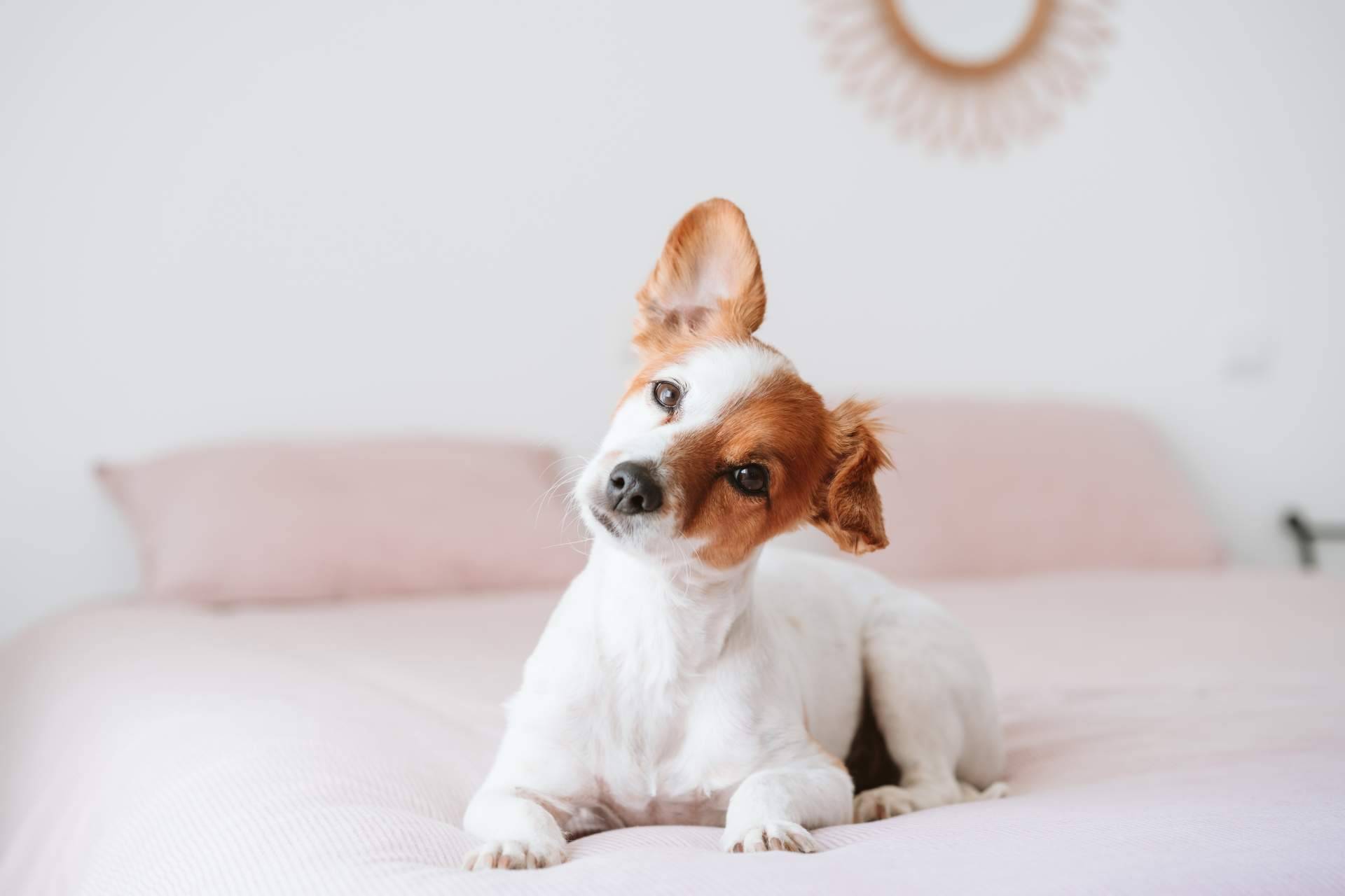 ClickGuau es una app de vídeos divertida, amena y con miles de curiosidades sobre el reino animal