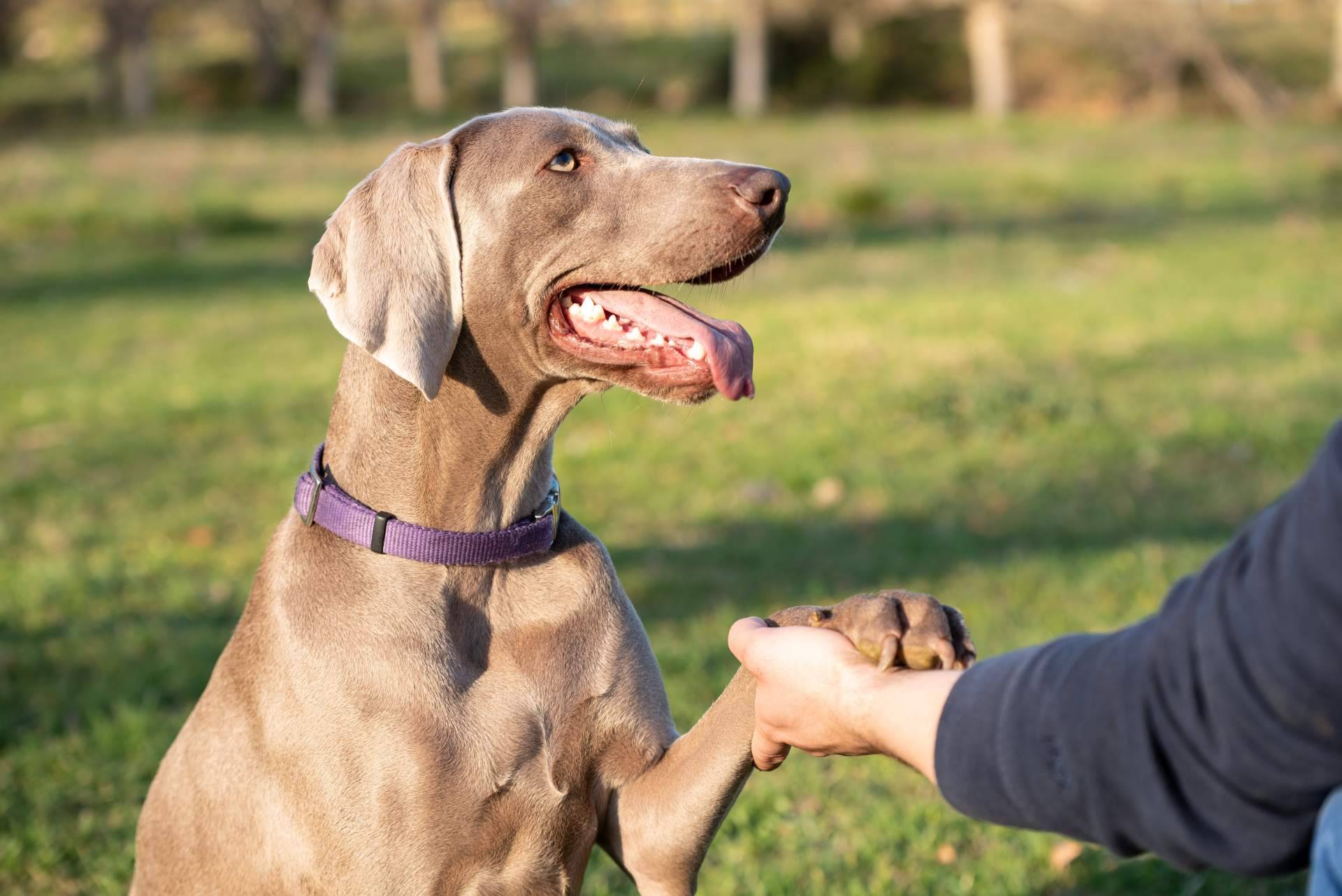 Vacaciones felices para un perro o gato. ¿Hospedar a un peludo con un cuidador personal o en una residencia tradicional?