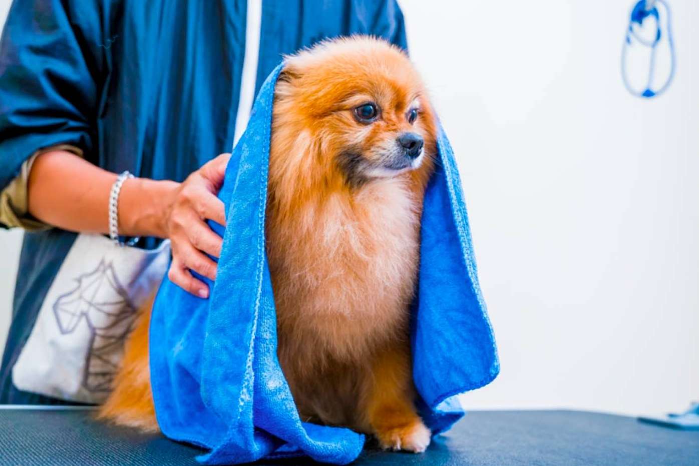Formarse como peluquero canino de la mano de VetFormación