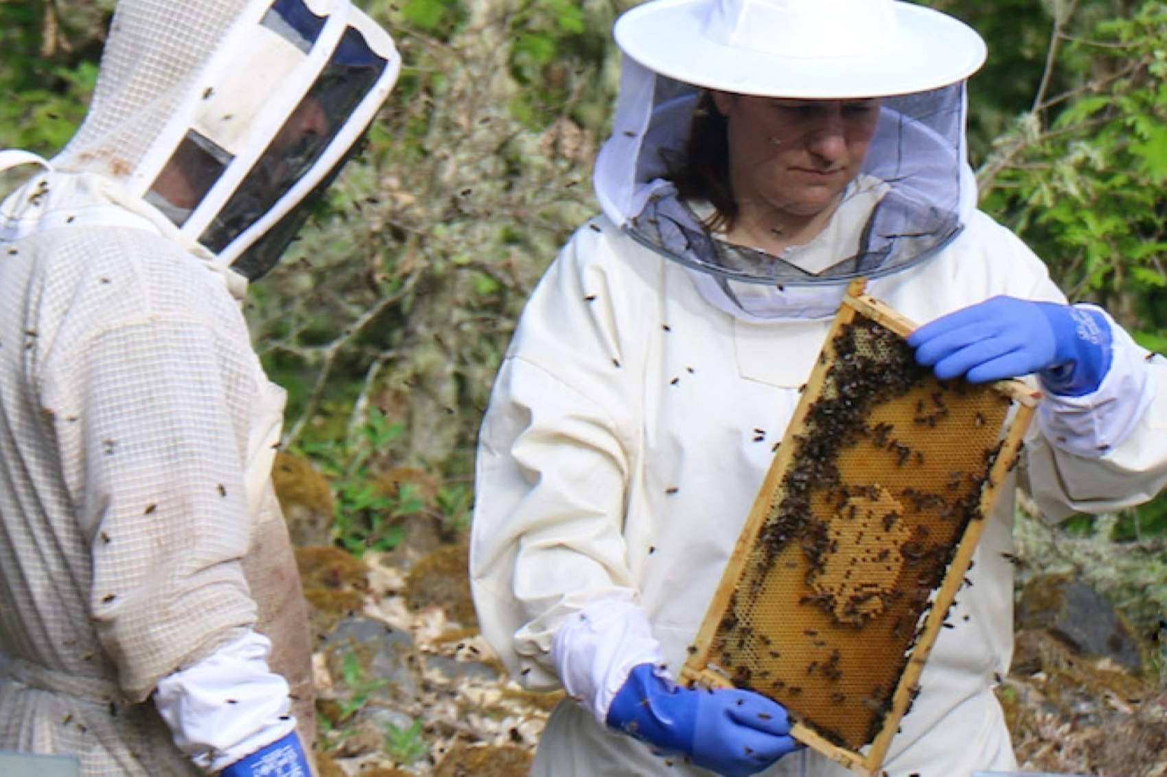 Objetivo salvar a las abejas, Proyecto Lienzo