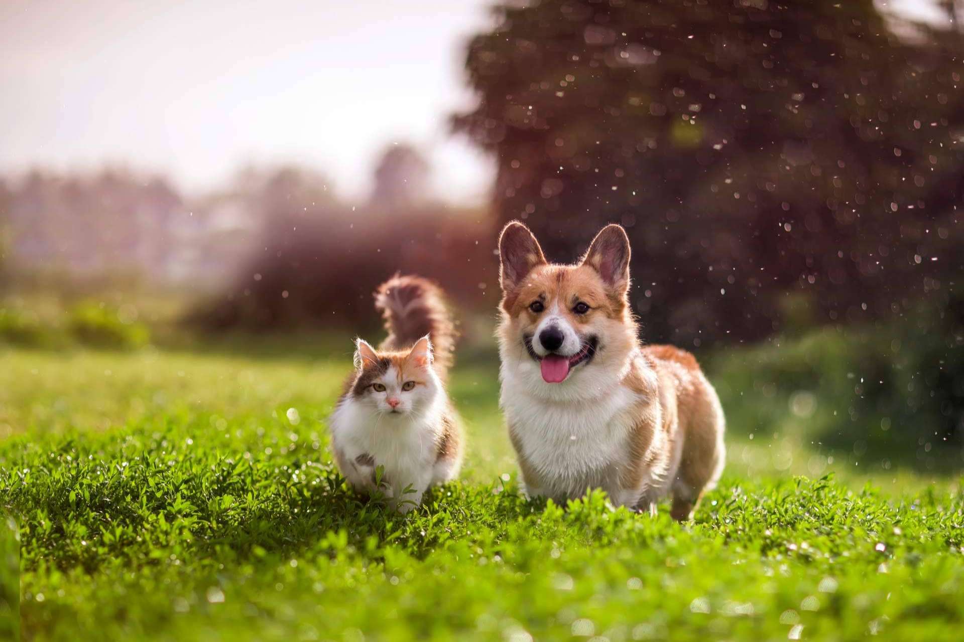Más de 20.000 usuarios se han unido a Social Animals, el Tinder de las mascotas