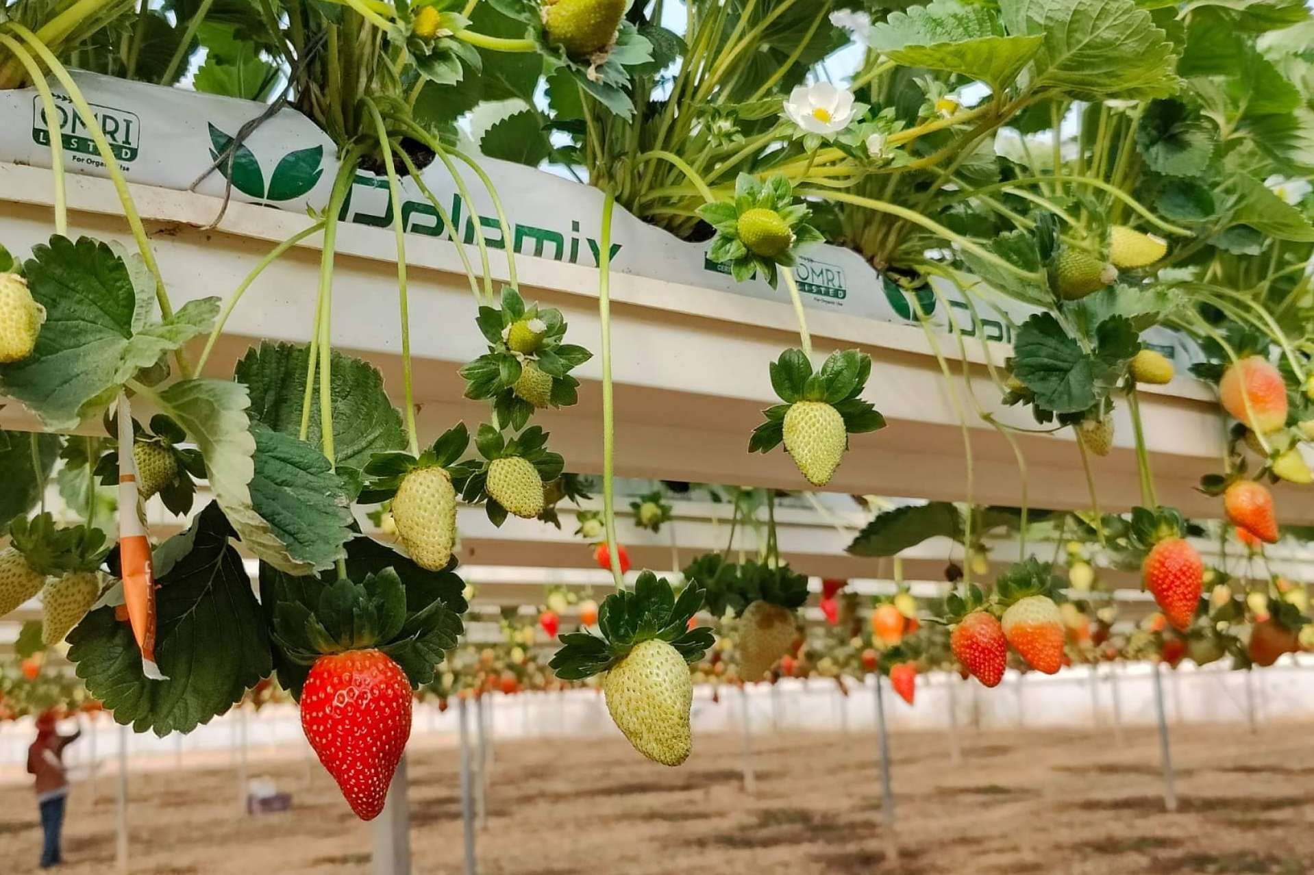 Formas de mejorar la calidad y la uniformidad de las cosechas de frutos rojos