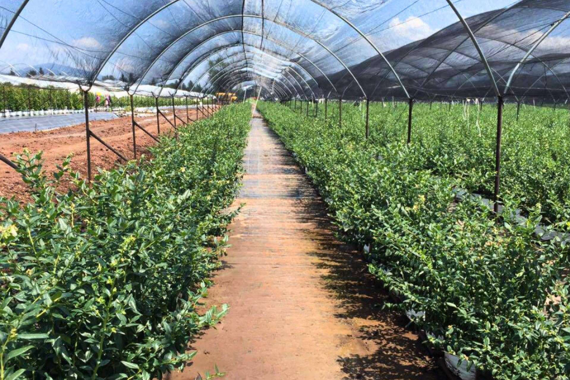 5 criterios más importantes para planificar un invernadero con bolsas de cultivo