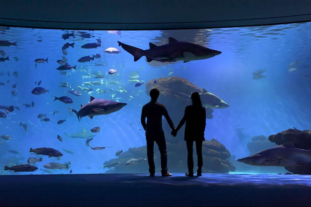 Disfrutar la experiencia Palma Aquarium, para pasar un día diferente en Mallorca