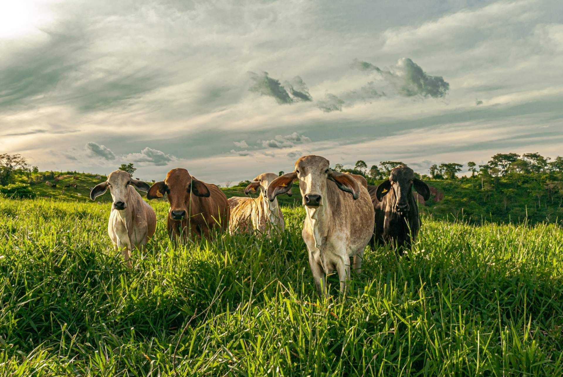 Las ventajas de contar con la plataforma de alimentación animal Afeedme