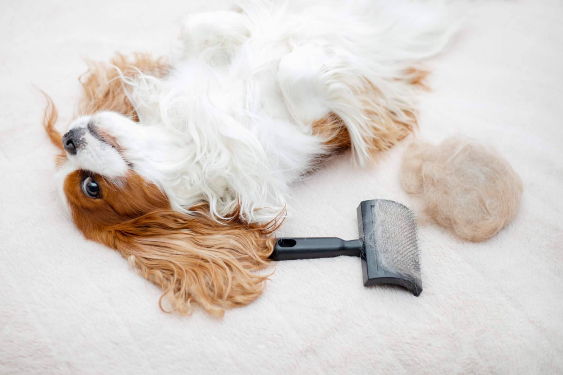 El cepillo ideal para cuidar de las mascotas, Pinkbrush Cardador Profesional, con 4 Huellas