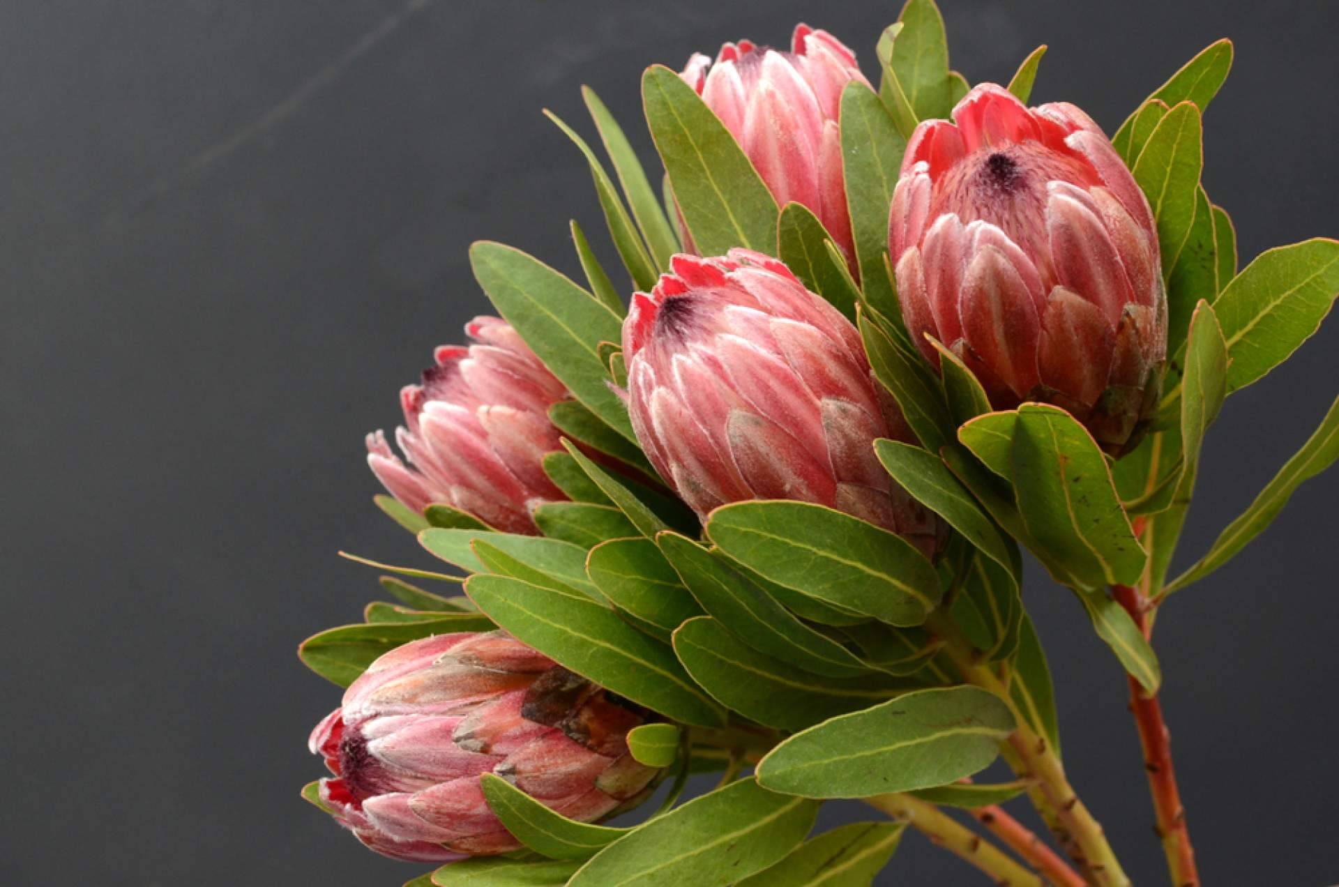 ¿Por qué optar por las flores tropicales?, con los especialistas en ramos y plantas de Rosistirem