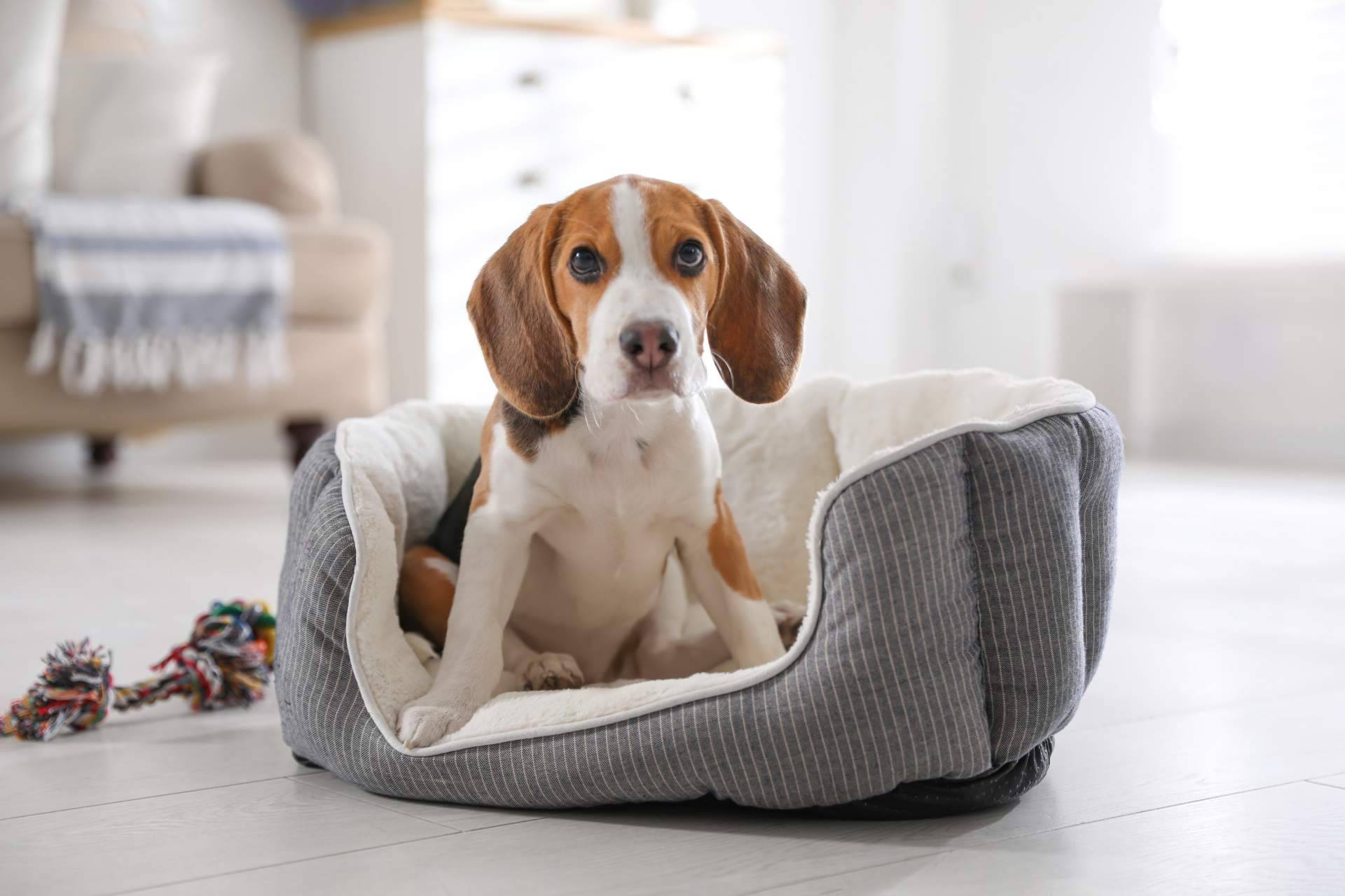 ¿Es recomendable el uso de camas para perros?, por la tienda online Deluxe13