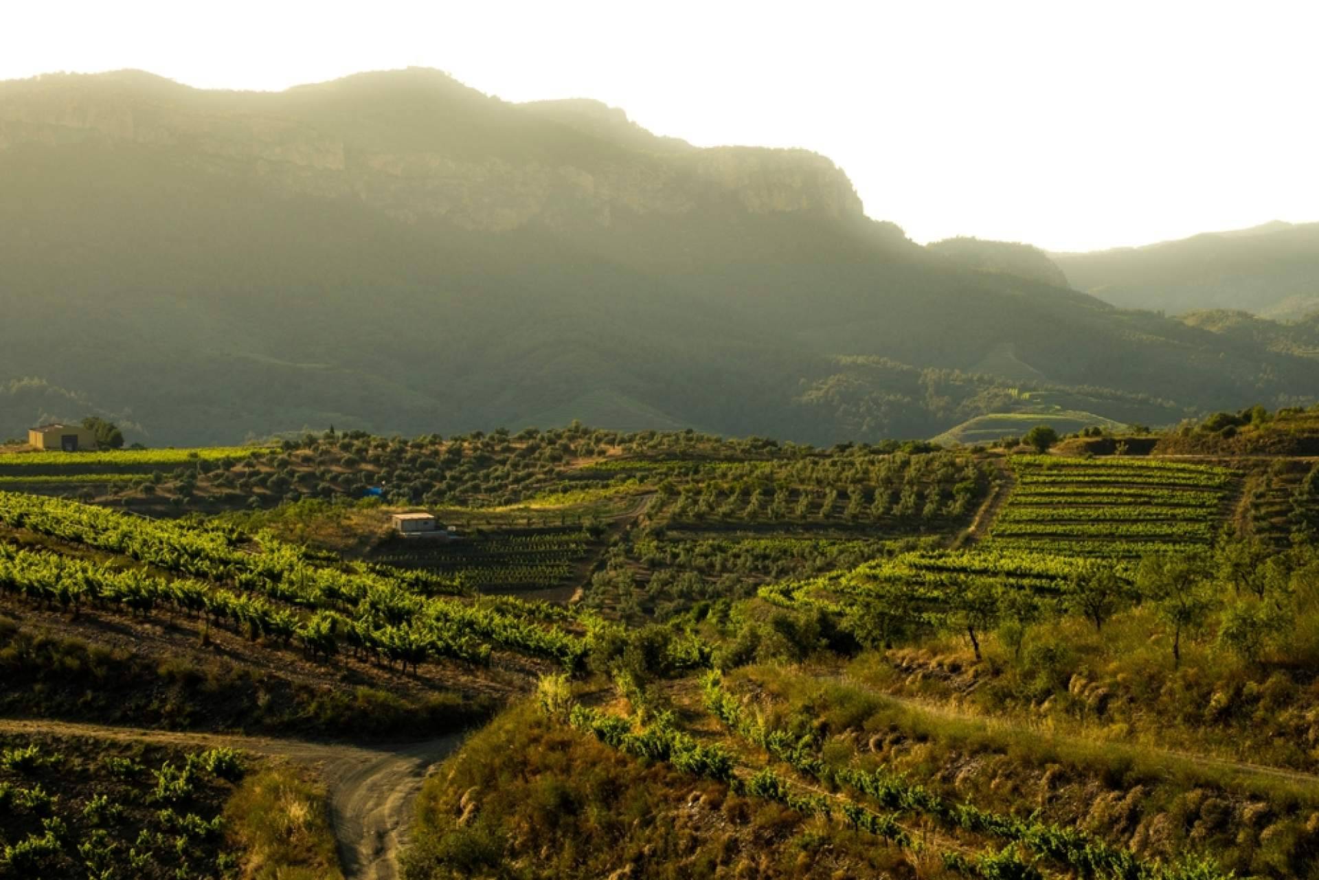 Terra Dominicata permite conectar con la naturaleza del Priorat