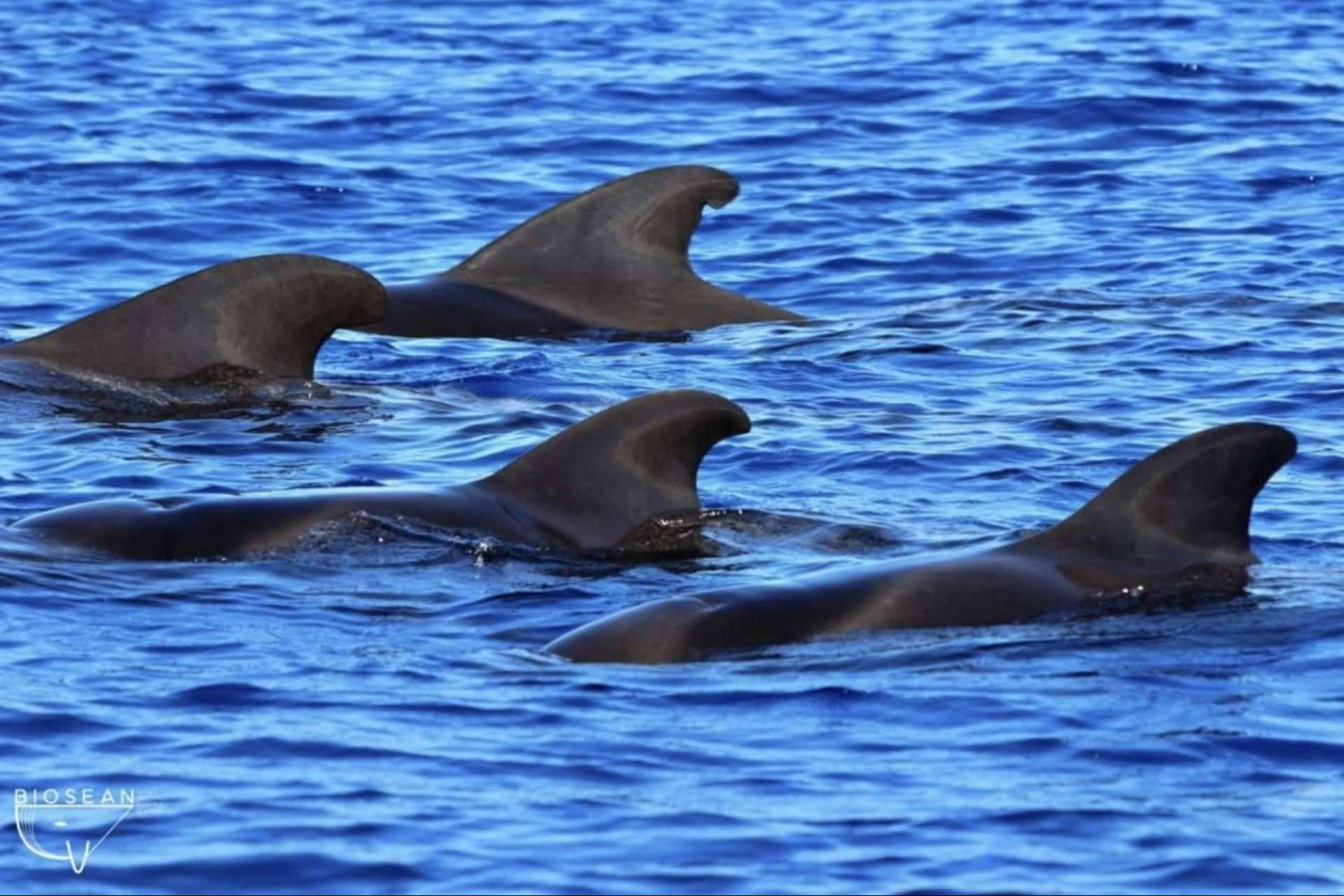 Para la investigación de la ballena piloto en Tenerife, Biosean genera información clave