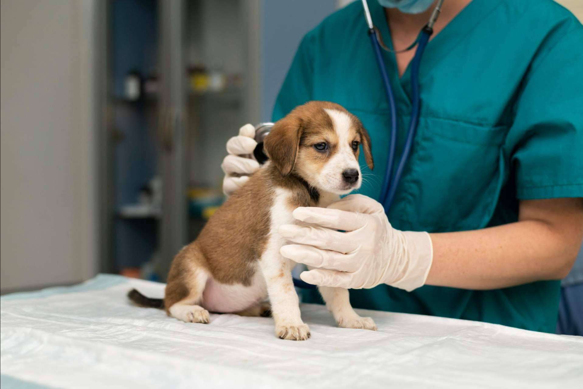 Clínica Veterinaria Olivares, la clínica veterinaria de confianza en Granada