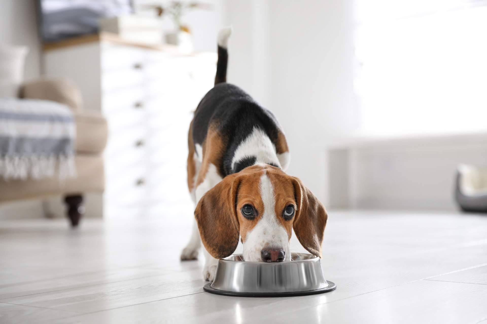 Alimentación para perros con pieles sensibles, de la mano de NaturWild