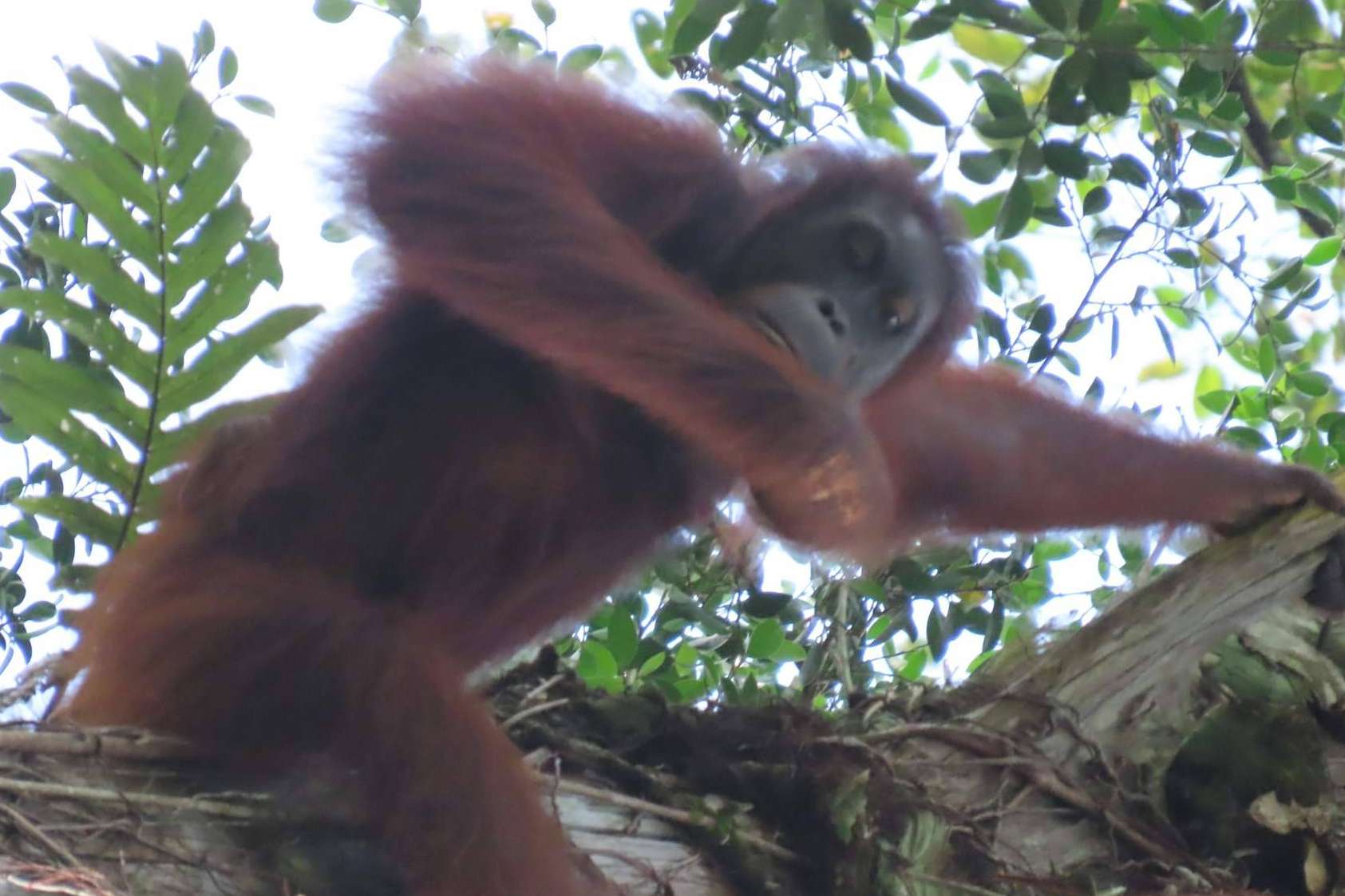 Descubriendo el encanto de Sabah, Borneo en otoño; ventajas de una escapada en esta temporada