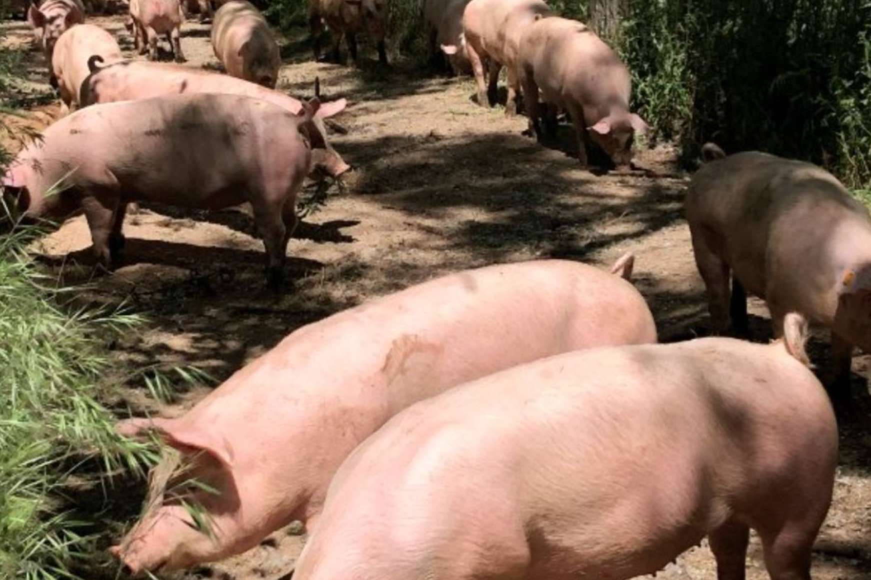 Granjas San Antonio, la excelencia en la carne de cerdo ecológico