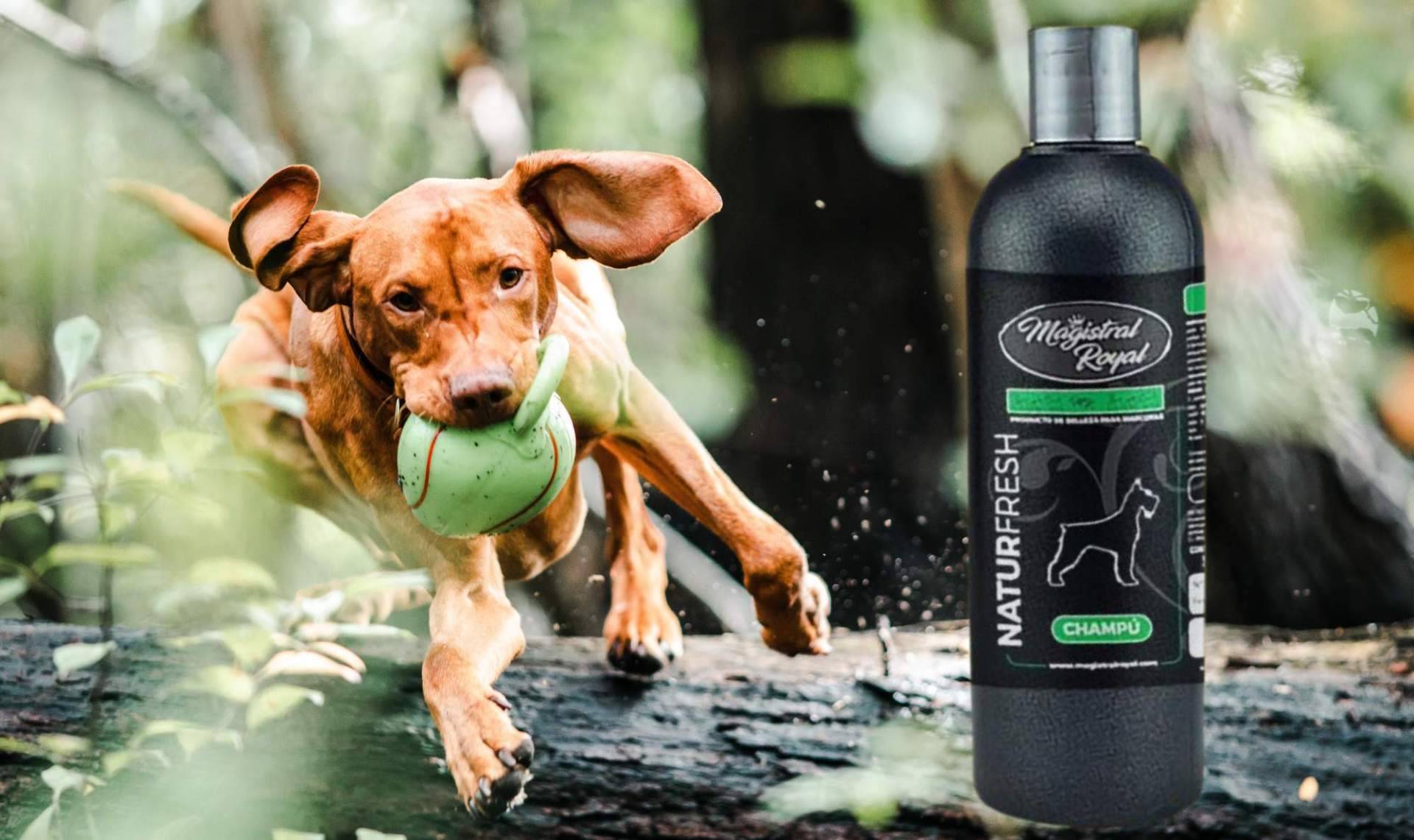 Magistral Royal presenta Natur Fresh; el champú natural repelente para perros y gatos