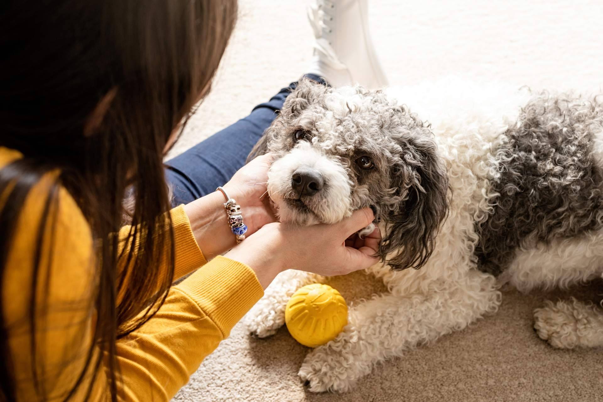 La custodia de las mascotas en divorcios, un dilema legal y emocional