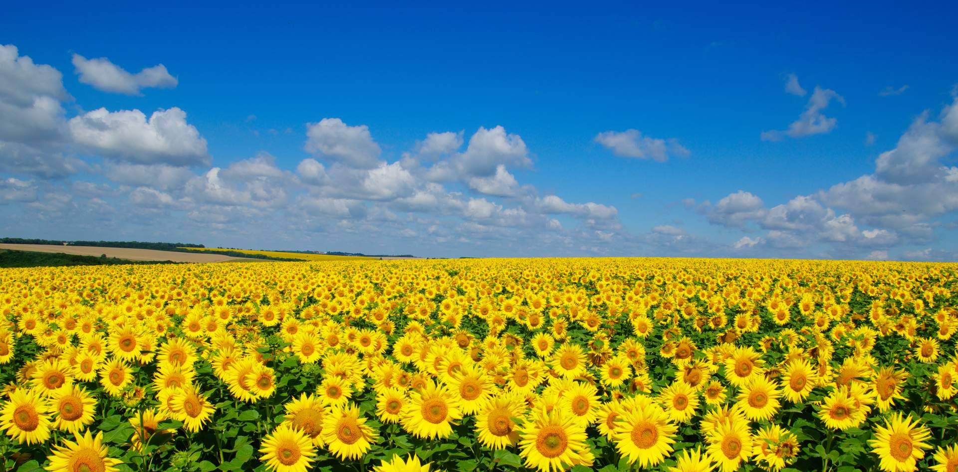 Campos de girasoles en Barcelona respirando naturaleza