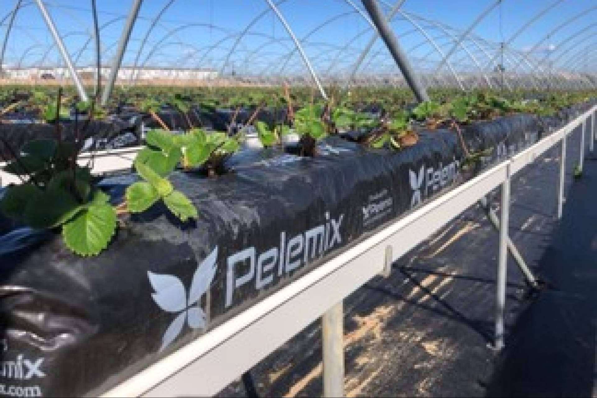 La revolución sostenible. Las bolsas de cultivo de Fibra de Coco para potenciar las cosechas