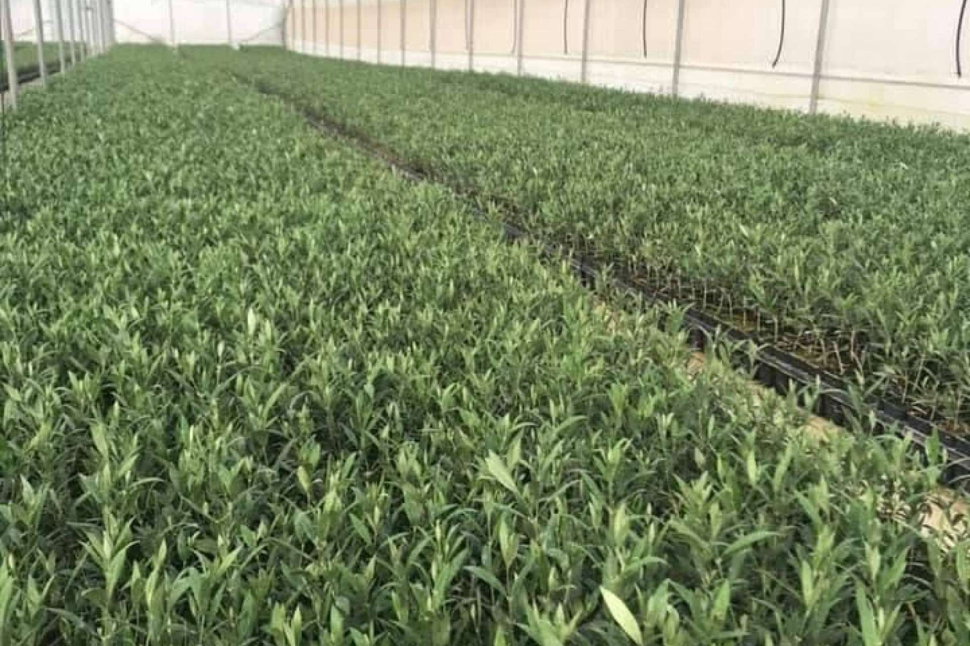 Comex Bodión, en Badajoz, destaca por su servicio de venta de plantones de olivo
