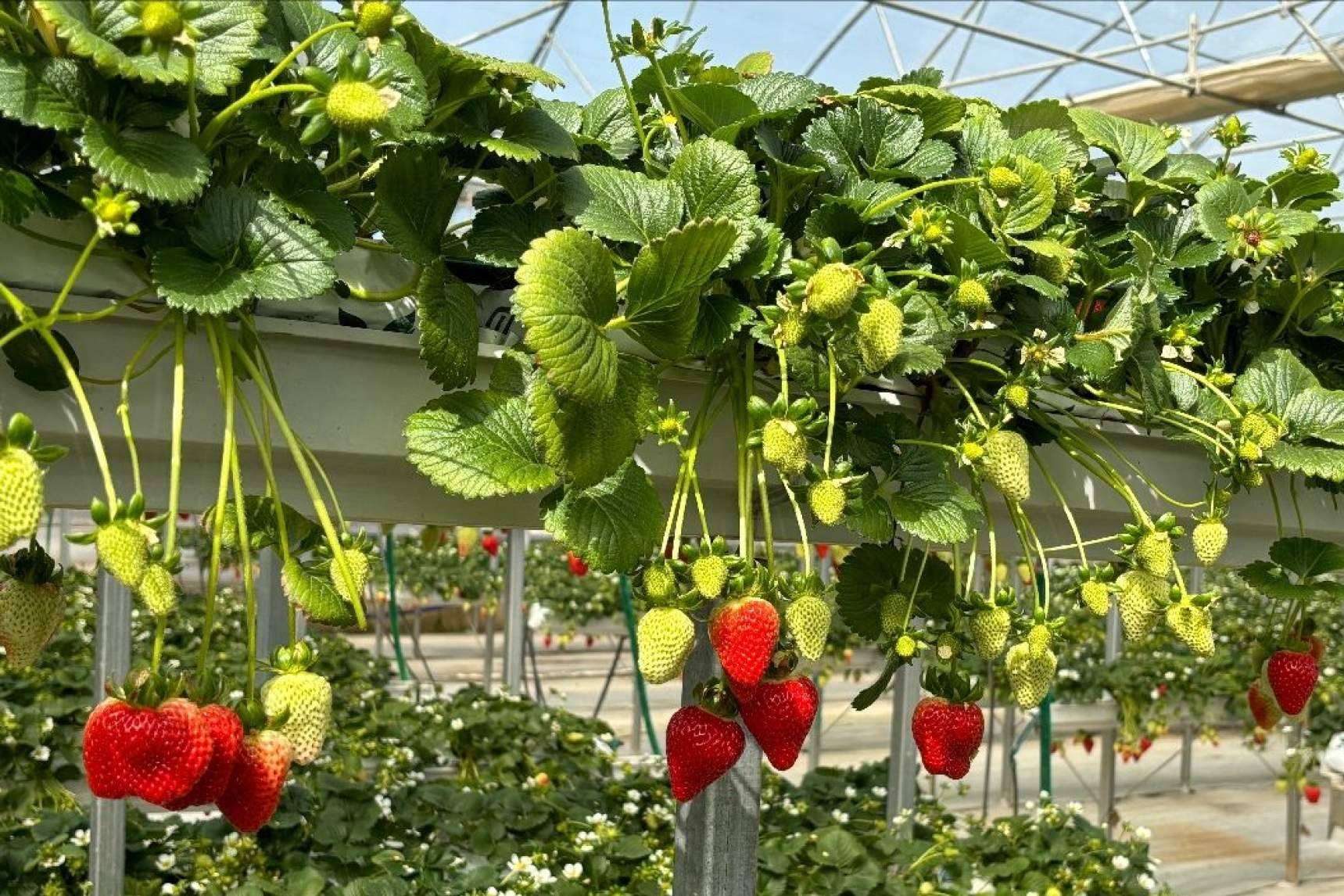 Bolsas de cultivo de fibra de coco para sacar el mayor rendimiento la temporada de fresas
