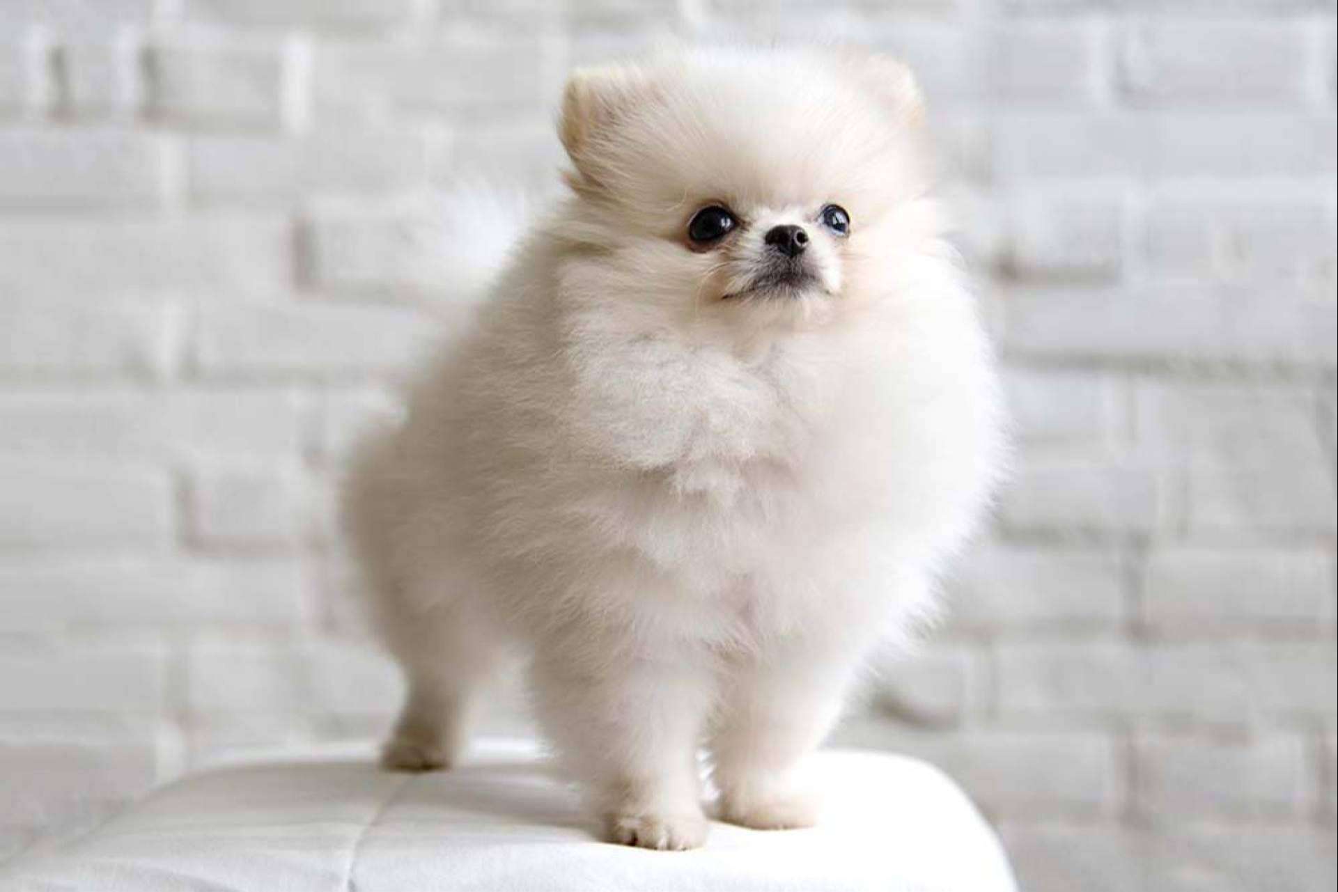 Asegurar el bienestar de un Pomerania con la información de Dogfy Diet
