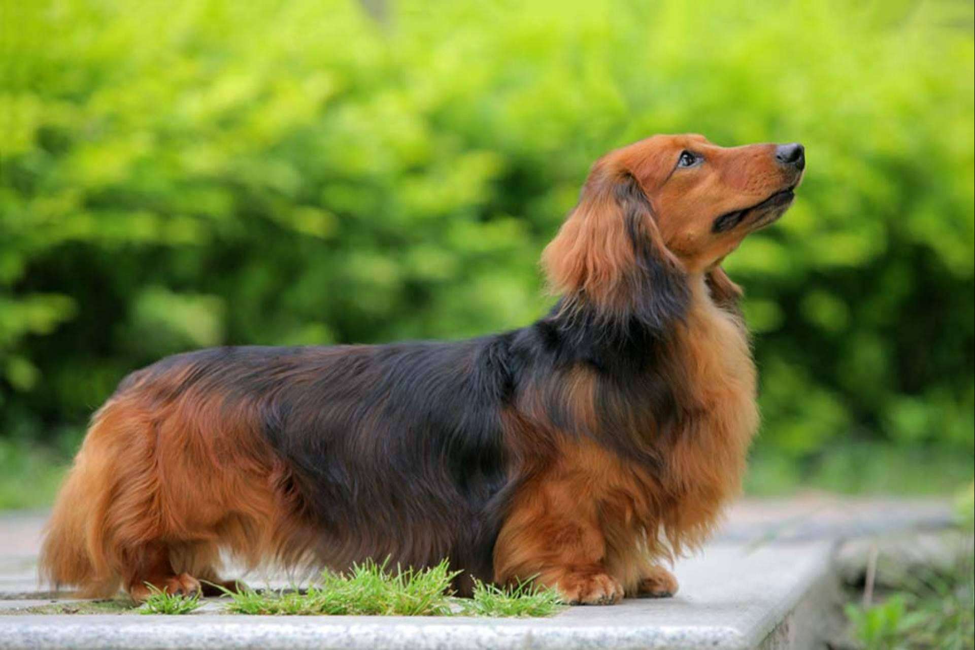 Guía completa para el cuidado del perro salchicha por Dogfy Diet