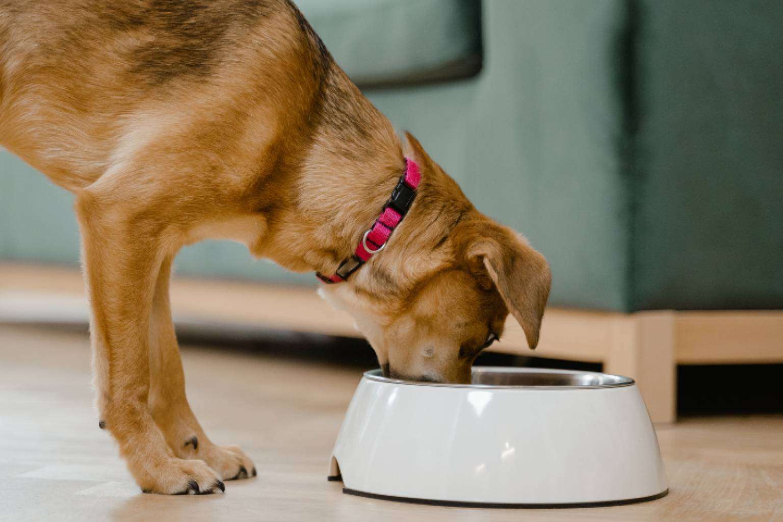La nueva tendencia en el cuidado de gatos y perros, smoothies y bebidas energéticas