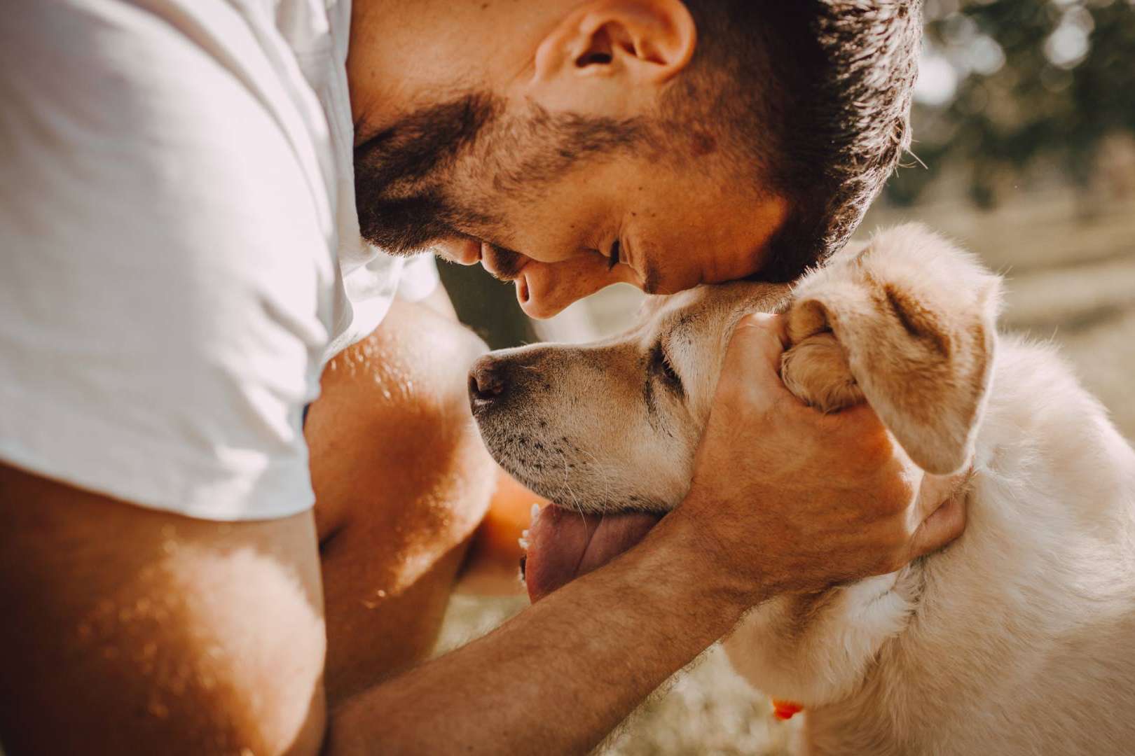 Vetformación y su curso de primeros auxilios para mascotas, una herramienta para cuidar a las mascotas en verano