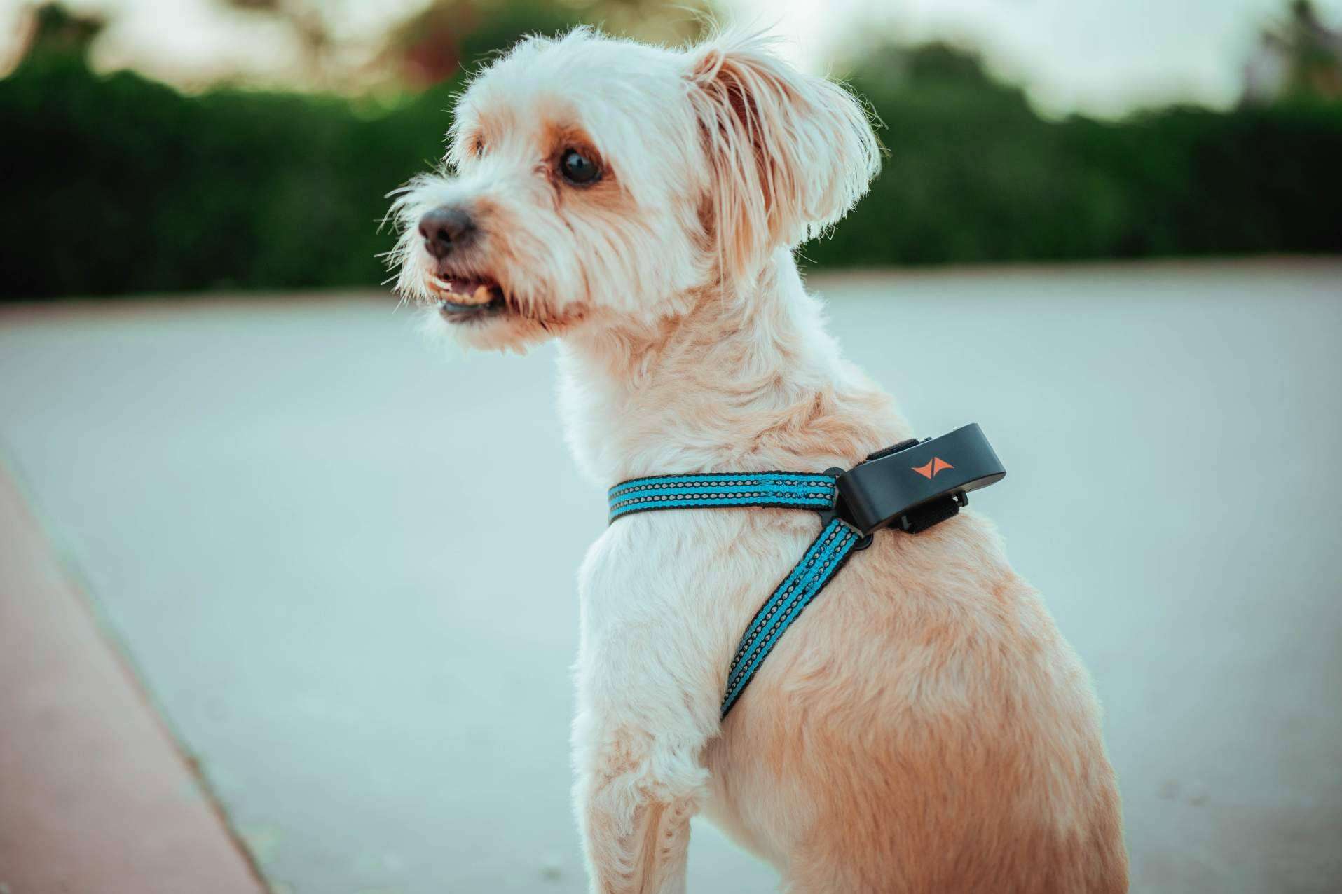 PAJ GPS propone planes y consejos para viajar con mascotas este verano