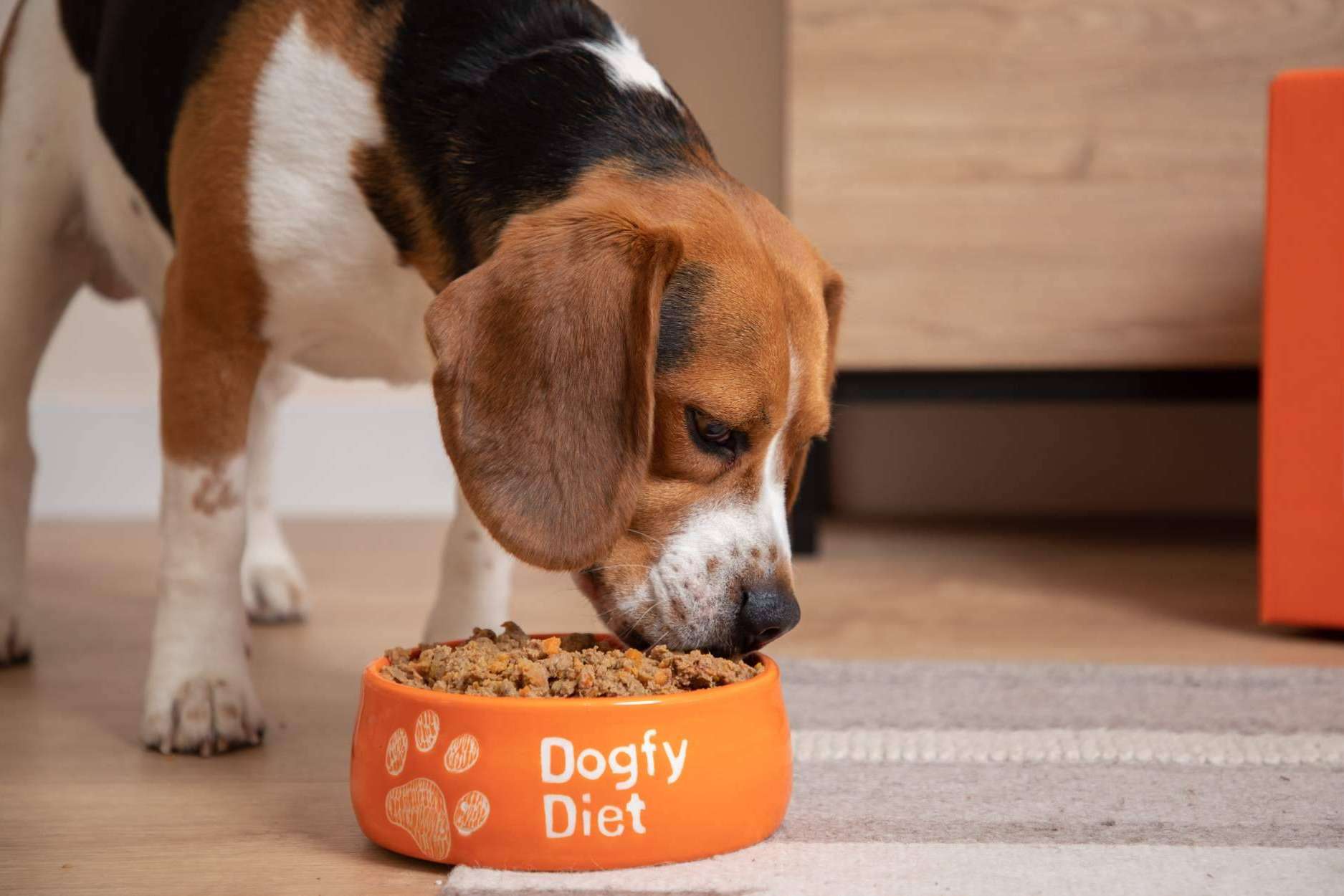 Comida natural cocinada para perros