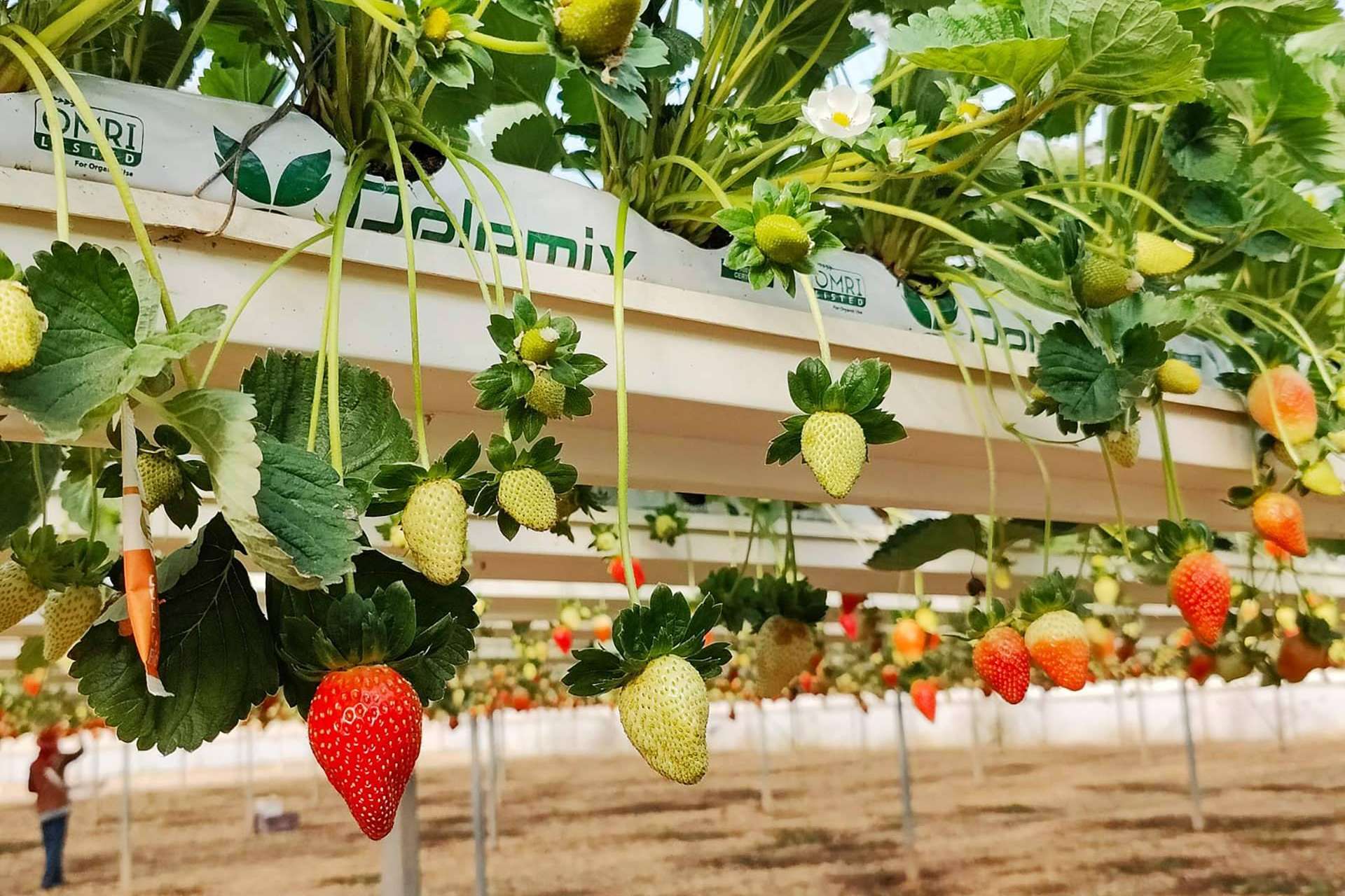 Los productos elaborados con fibra de coco de Pelemix permiten conseguir un crecimiento sostenible y rentable