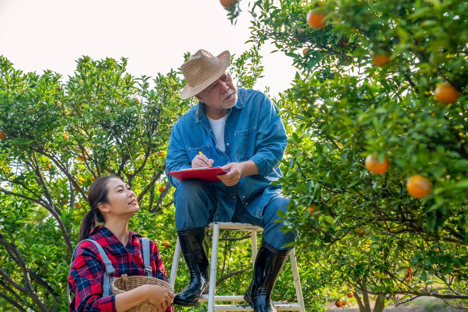 Citrus Greening y como afectará a la producción futura de zumos de naranja