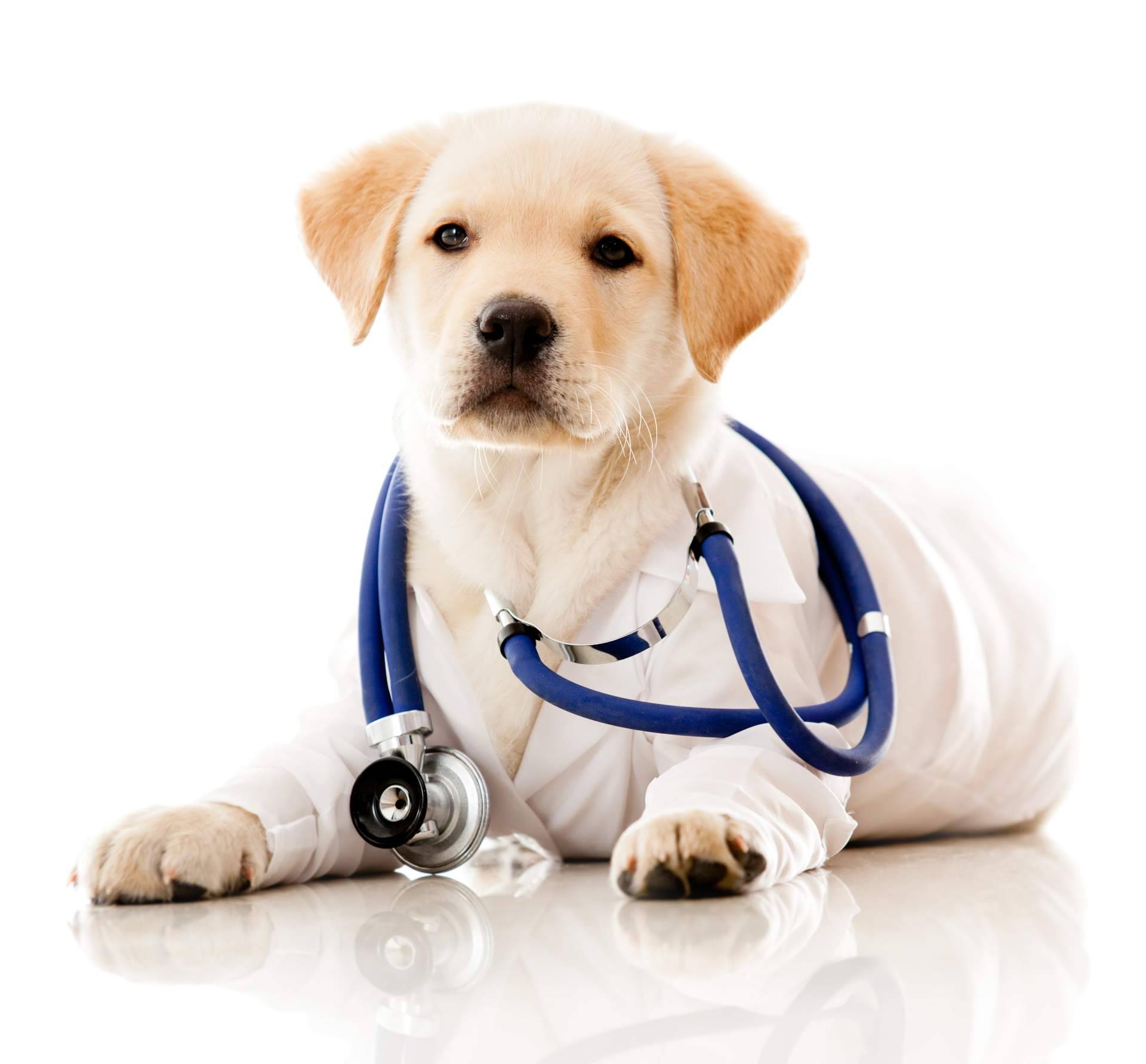Clínica Veterinaria Jeremías, la referencia en cuidados integrales para mascotas en Alicante