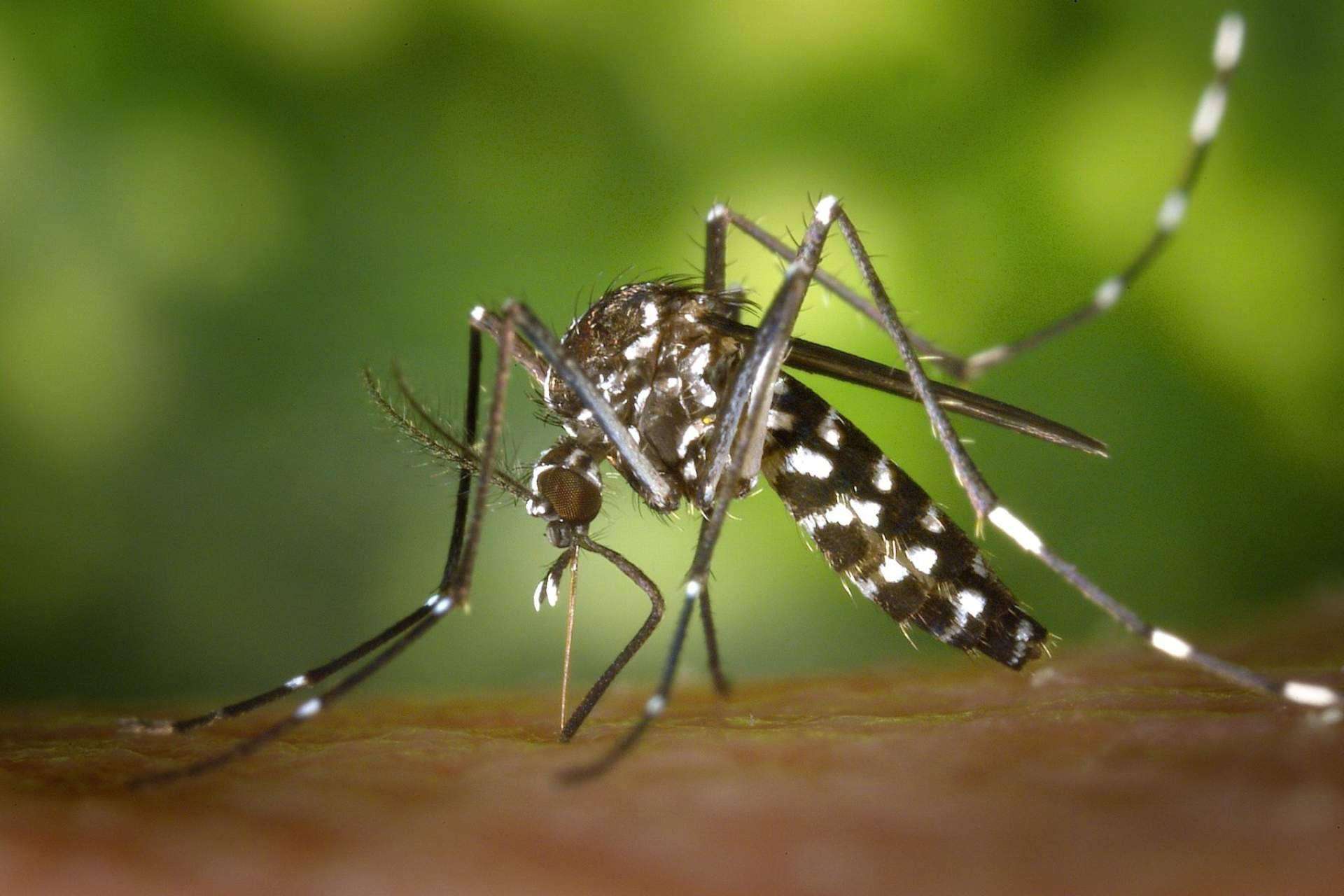 Efectividad en la eliminación del mosquito del Nilo, con el insecticida Vinfermatón de Laboratorios Vinfer