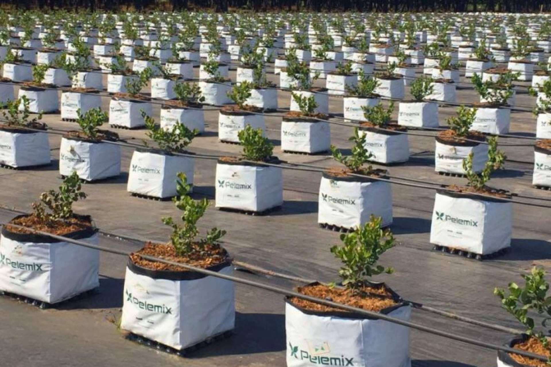 Pelemix ofrece productos a base de fibra de coco para potenciar el cultivo hidropónico de arándanos