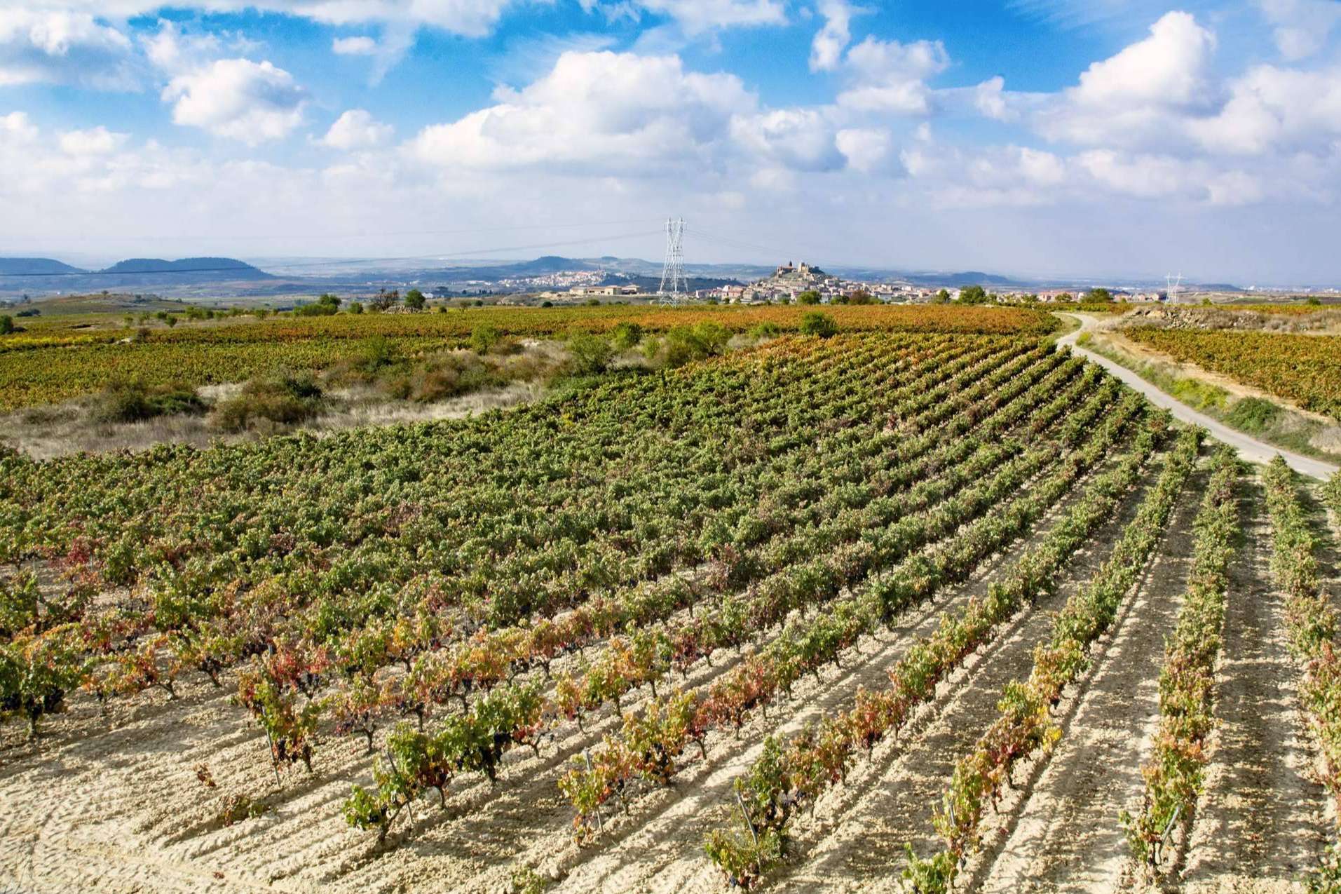 La importancia de ser un vino ecológico en La Rioja, Cornelio Dinastía