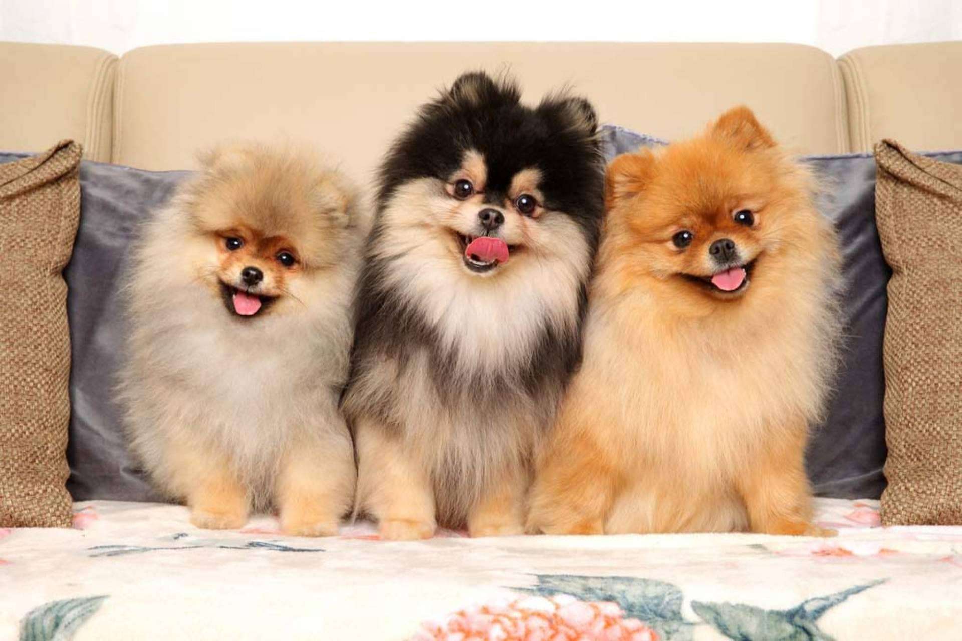 Pomerania, una raza amigable y cariñosa