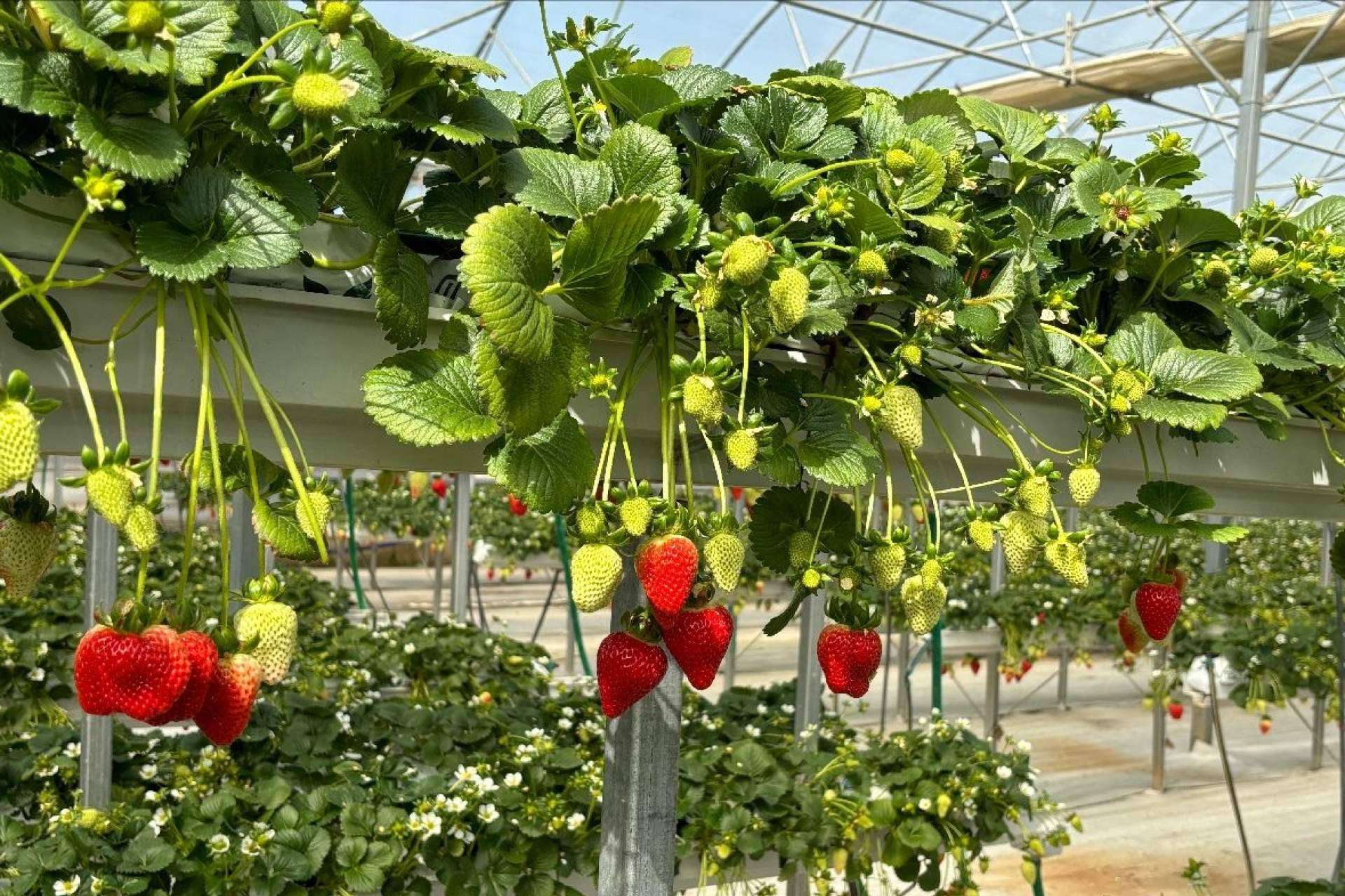 La tecnología de Pelemix aprovecha las fibras de coco y sus propiedades para el cultivo sostenible de fresas